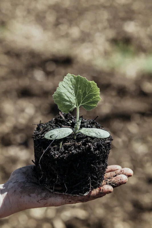  #bauer #farmer #demeter #bio #bioland #biodiversität #biodiversity #fotoreportage #reportage #leica #hasselblad #fotograf #photographer #dokumentation #fotodokumentation #fotografie #baden-württemberg #bw #agenturblumberg #nachhaltigkeit #natur #lan