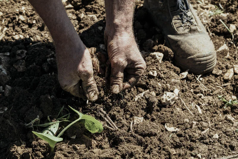  #bauer #farmer #demeter #bio #bioland #biodiversität #biodiversity #fotoreportage #reportage #leica #hasselblad #fotograf #photographer #dokumentation #fotodokumentation #fotografie #baden-württemberg #bw #agenturblumberg #nachhaltigkeit #natur #lan