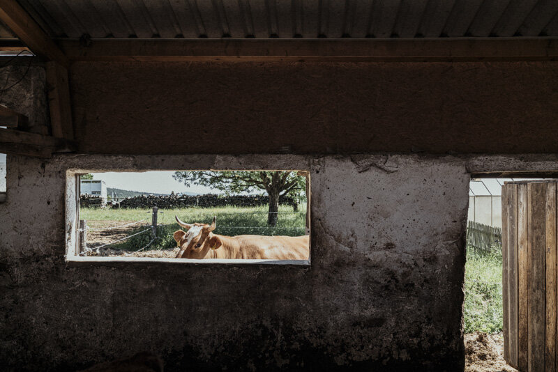  #bauer #farmer #demeter #bio #bioland #biodiversität #biodiversity #fotoreportage #reportage #leica #hasselblad #fotograf #photographer #dokumentation #fotodokumentation #fotografie #baden-württemberg #bw #agenturblumberg #nachhaltigkeit #natur #lan