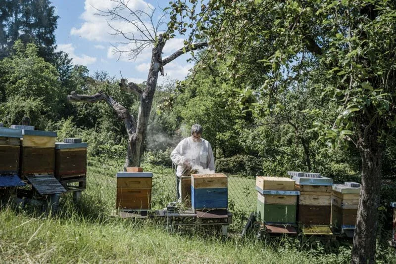  #beekeeper #imker #honig #esslingen #badenwürttemberg #bw #reportage #fotograf #maximiliankamps #stuttgart #0711 #demeter #bio #bioland #biodiversität #biodiversity #agenturblumberg #photographer #honey #morethanhoney #portrait 