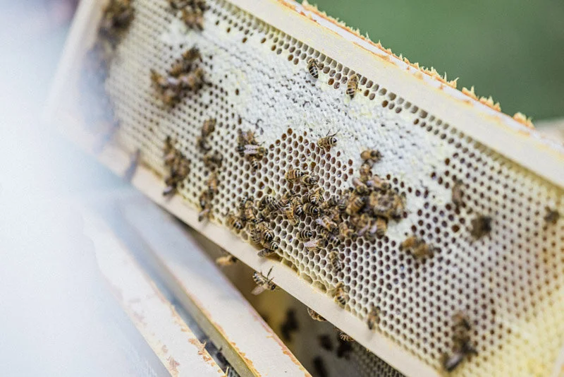  #beekeeper #imker #honig #esslingen #badenwürttemberg #bw #reportage #fotograf #maximiliankamps #stuttgart #0711 #demeter #bio #bioland #biodiversität #biodiversity #agenturblumberg #photographer #honey #morethanhoney #portrait 
