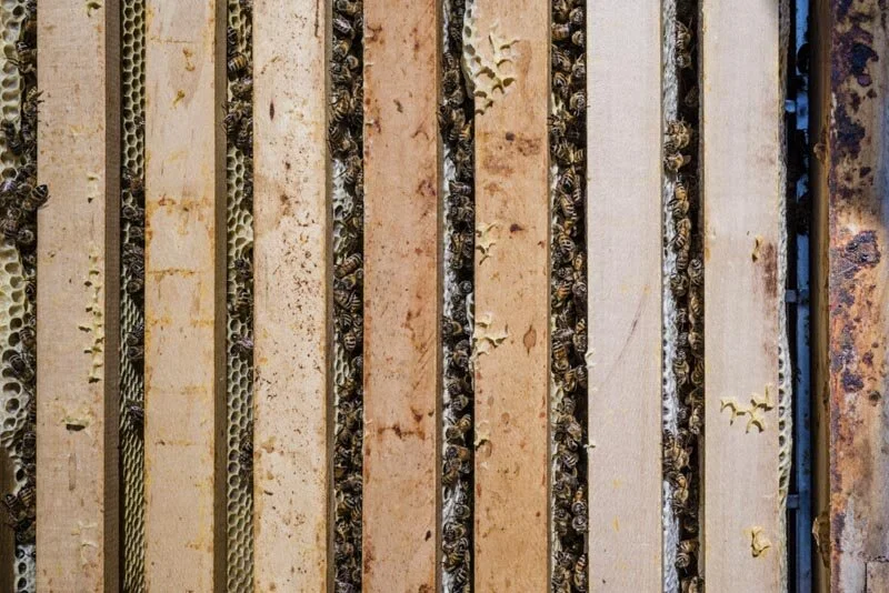  #beekeeper #imker #honig #esslingen #badenwürttemberg #bw #reportage #fotograf #maximiliankamps #stuttgart #0711 #demeter #bio #bioland #biodiversität #biodiversity #agenturblumberg #photographer #honey #morethanhoney 