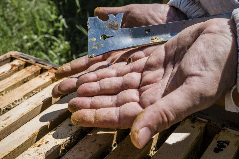  #beekeeper #imker #honig #esslingen #badenwürttemberg #bw #reportage #fotograf #maximiliankamps #stuttgart #0711 #demeter #bio #bioland #biodiversität #biodiversity #agenturblumberg #photographer #honey #morethanhoney #portrait 