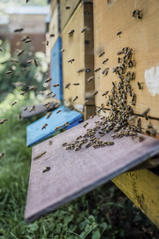  #beekeeper #imker #honig #esslingen #badenwürttemberg #bw #reportage #fotograf #maximiliankamps #stuttgart #0711 #demeter #bio #bioland #biodiversität #biodiversity #agenturblumberg #photographer #honey #morethanhoney 