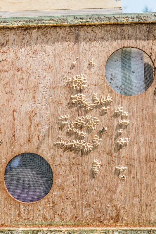  #beekeeper #imker #honig #esslingen #badenwürttemberg #bw #reportage #fotograf #maximiliankamps #stuttgart #0711 #demeter #bio #bioland #biodiversität #biodiversity #agenturblumberg #photographer #honey #morethanhoney #portrait 