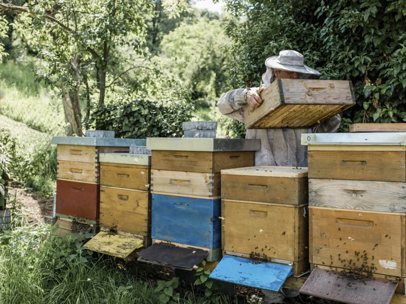  #beekeeper #imker #honig #esslingen #badenwürttemberg #bw #reportage #fotograf #maximiliankamps #stuttgart #0711 #demeter #bio #bioland #biodiversität #biodiversity #agenturblumberg #photographer #honey #morethanhoney #portrait 