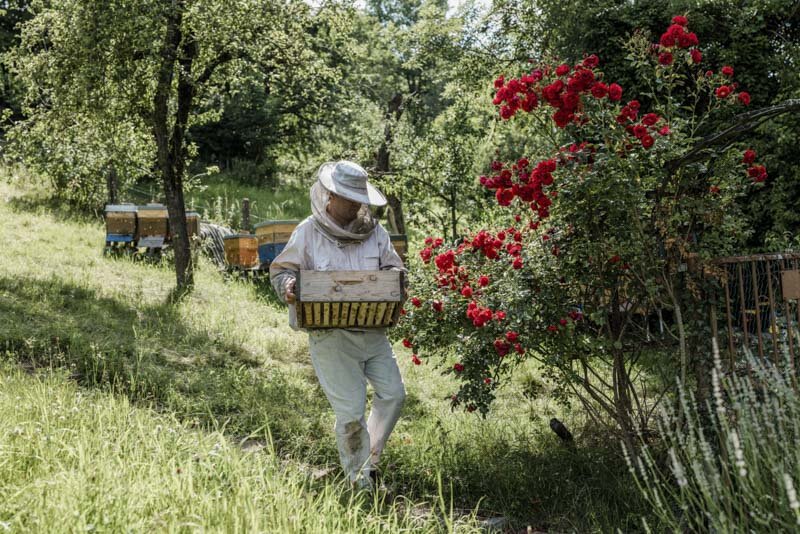  #beekeeper #imker #honig #esslingen #badenwürttemberg #bw #reportage #fotograf #maximiliankamps #stuttgart #0711 #demeter #bio #bioland #biodiversität #biodiversity #agenturblumberg #photographer #honey #morethanhoney #portrait 