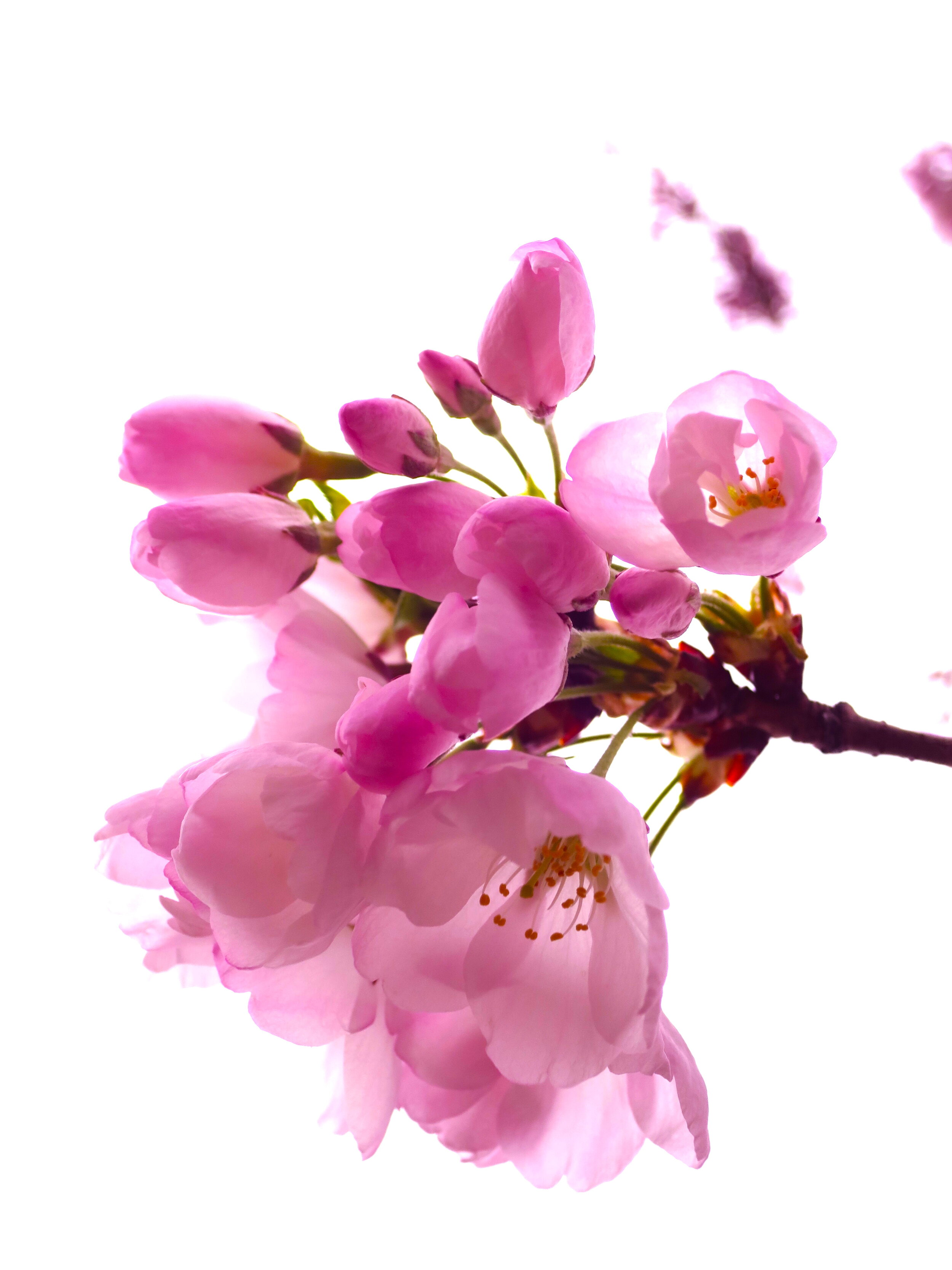 Cherry Blossoms (Copy)