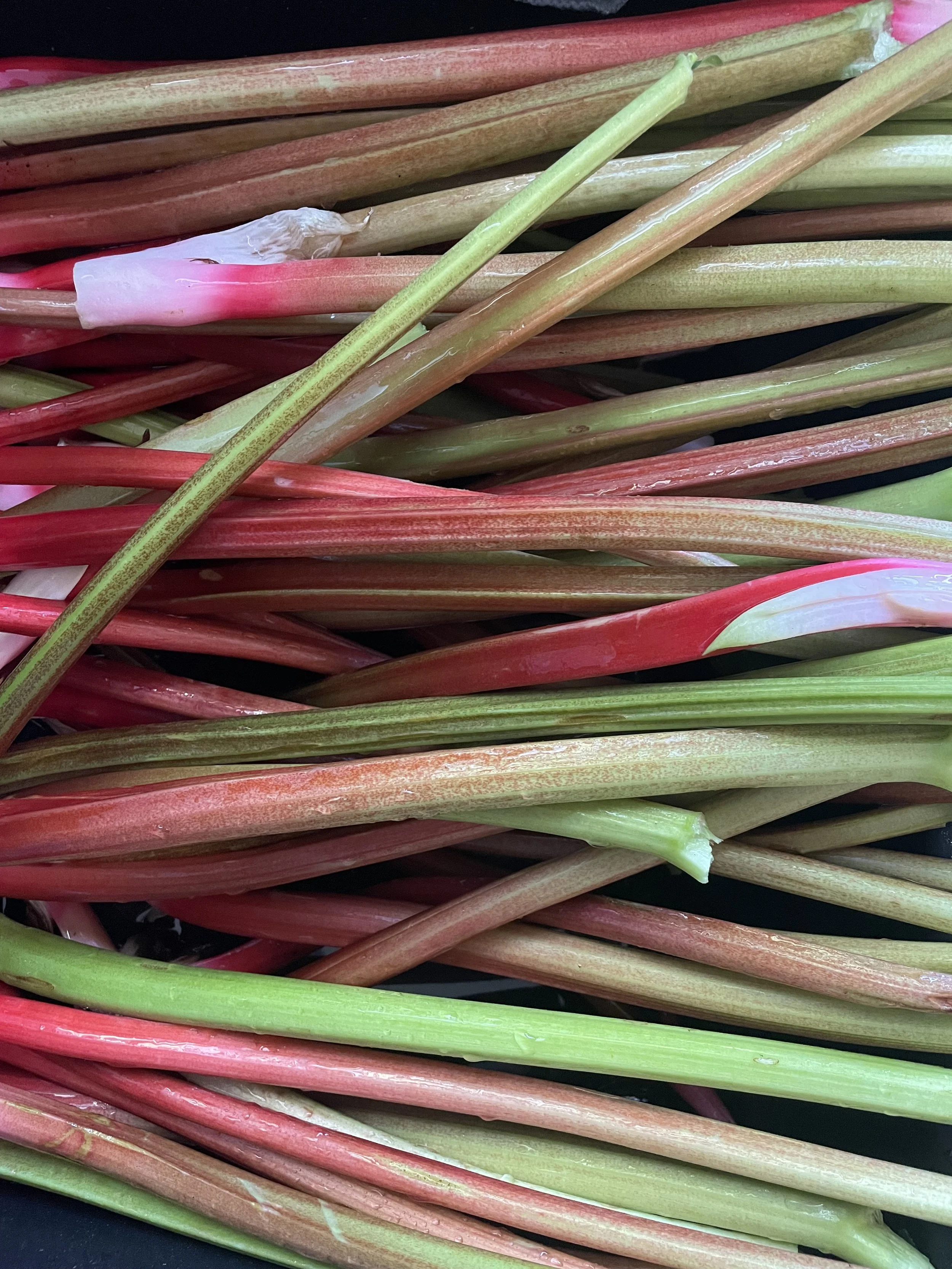Close-up of fresh reddish and green rhubarb stalks.