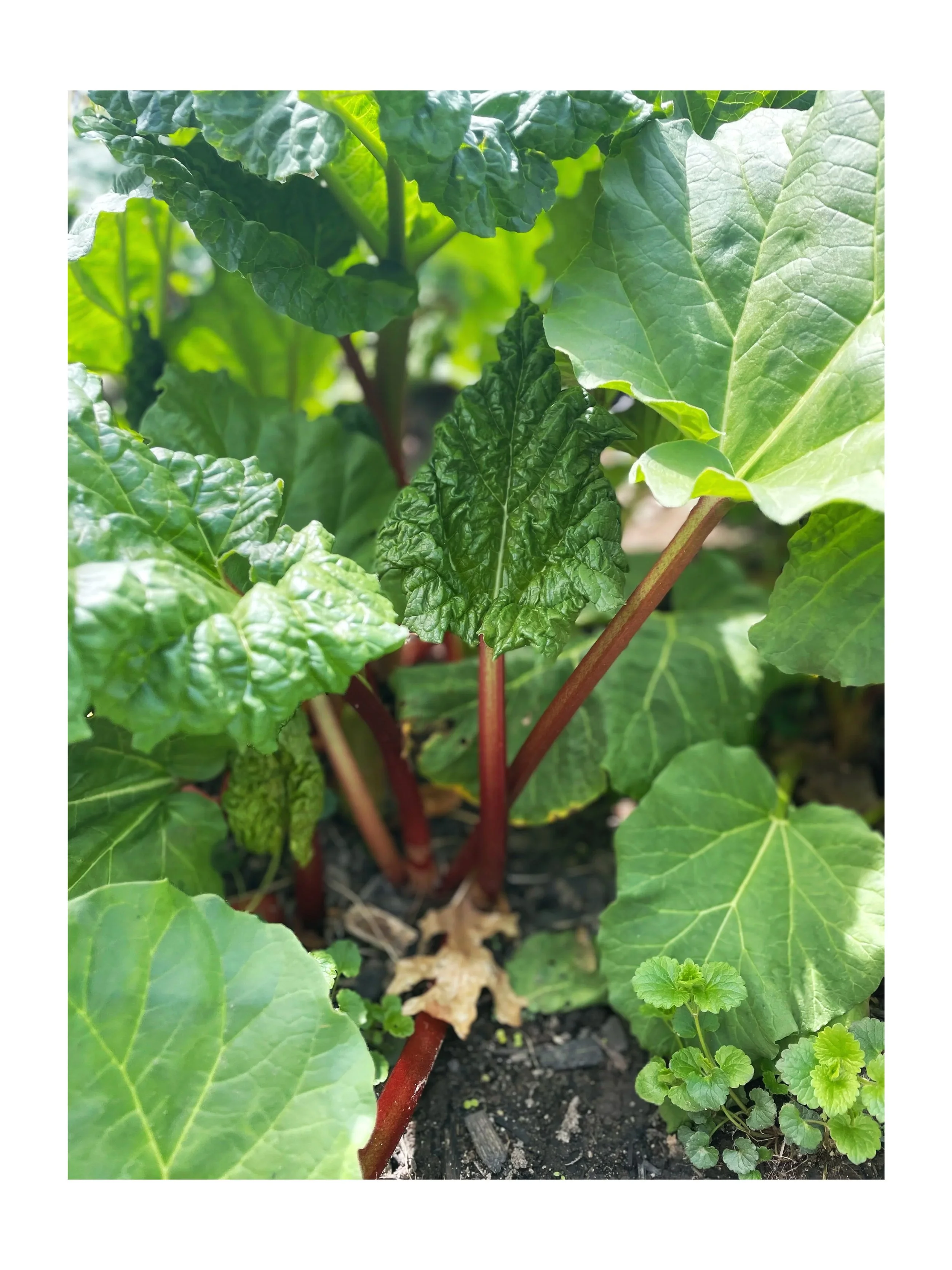 Close up of rhubarb growing