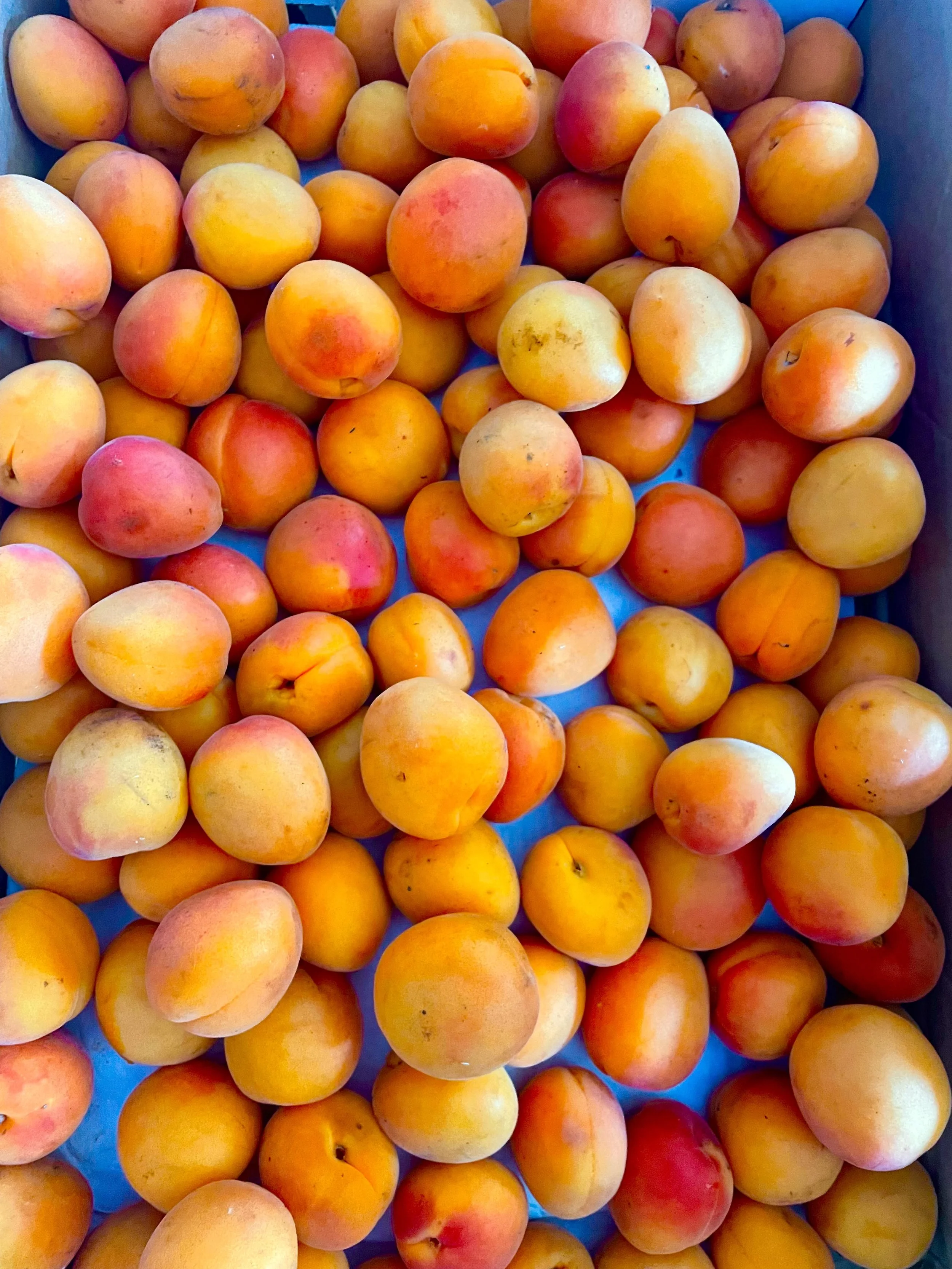 A collection of peaches, varying in shades of yellow, orange, and pink, piled together.
