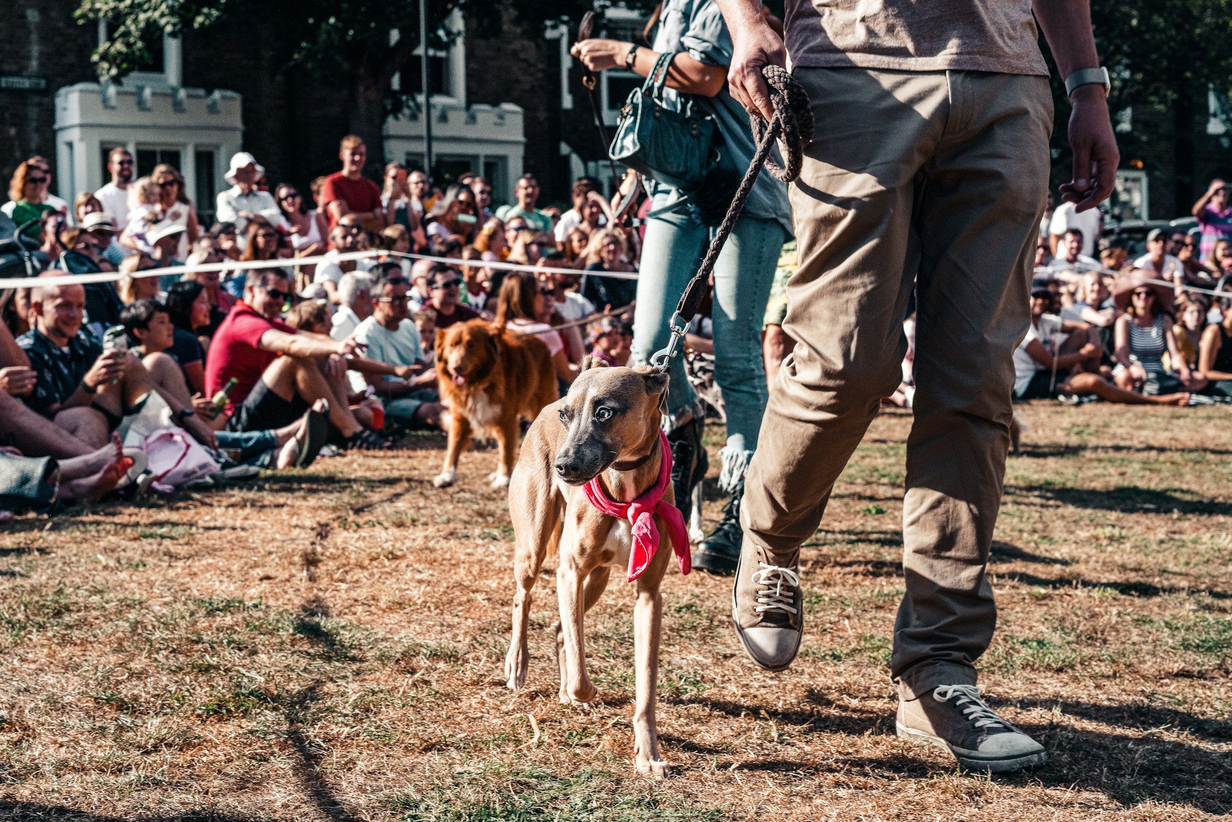 We have a dog show Inter club International Weekend