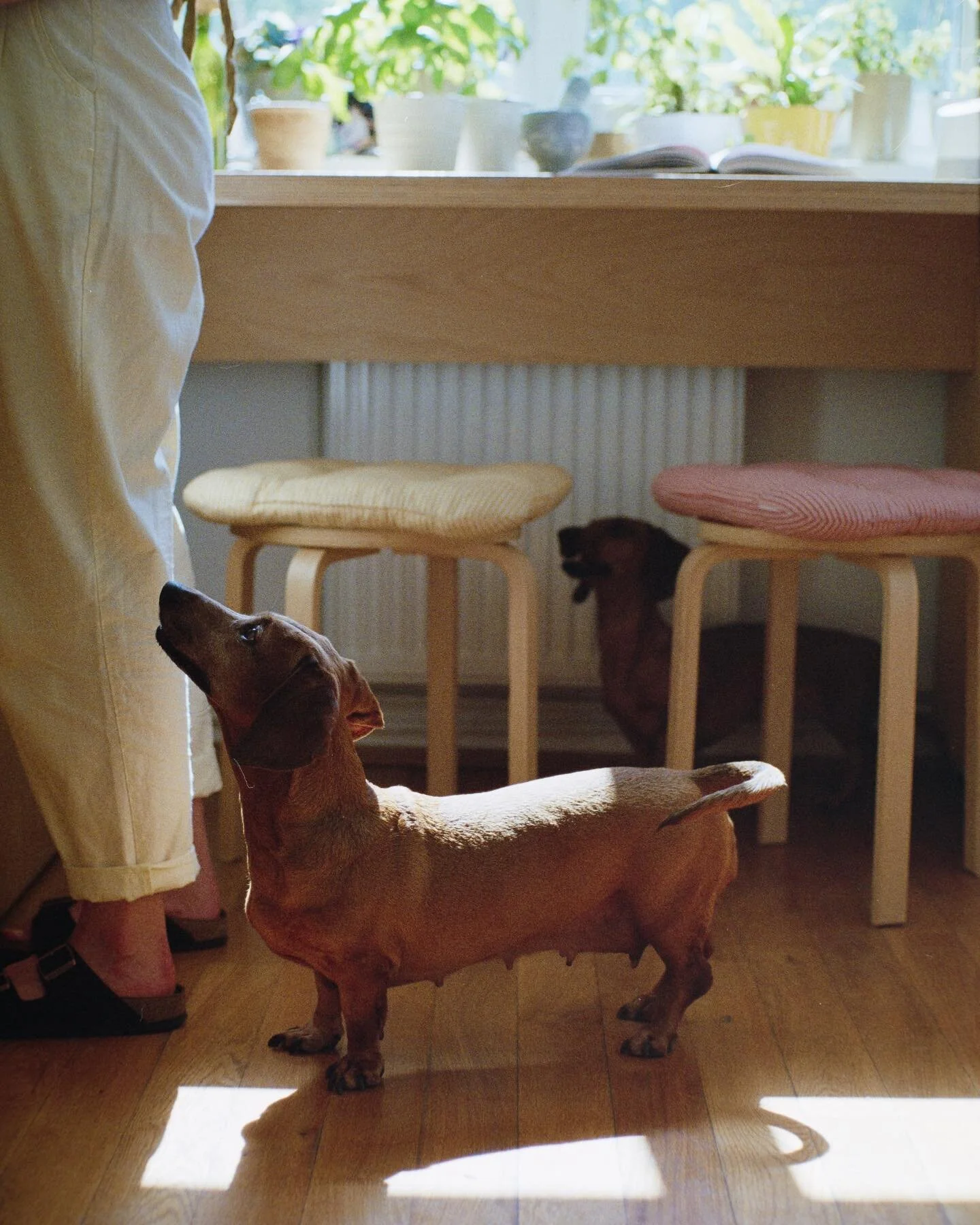 Who is your most loyal cooking assistant? Comment below ✌🏻🐶