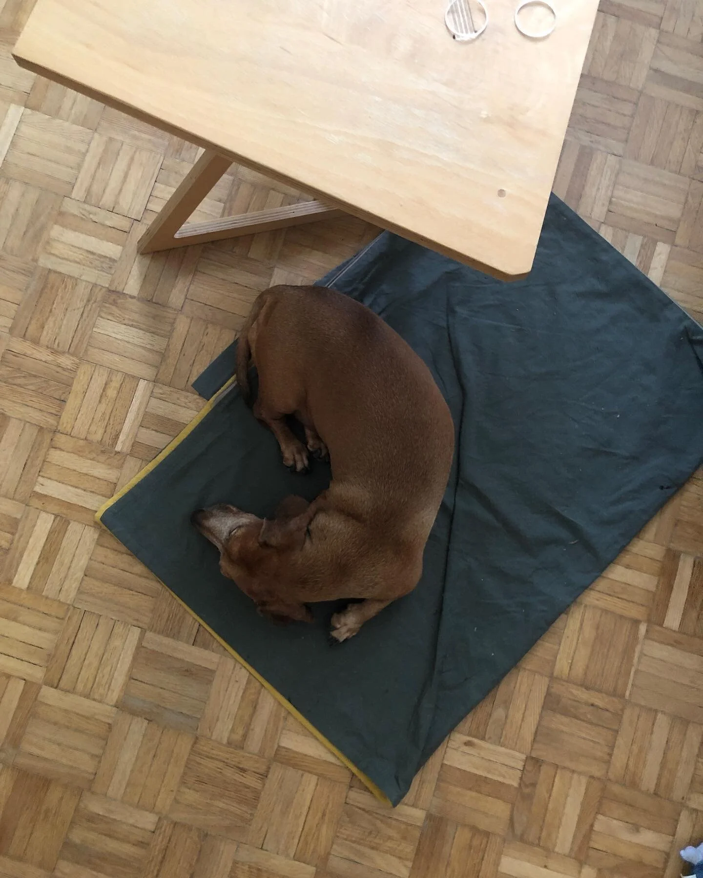 Lookin&rsquo; for ways to cool your dog this summer? Our waxed cotton snuggle bag also doubles as a blanket. DM us and we will tell you all about it. 🌬