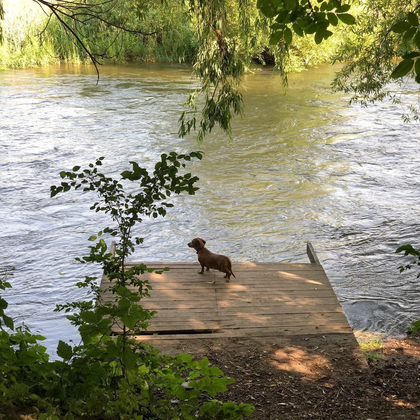 A dog&rsquo;s calm is worth a thousand nations&rsquo; peace. Summer, 2021.