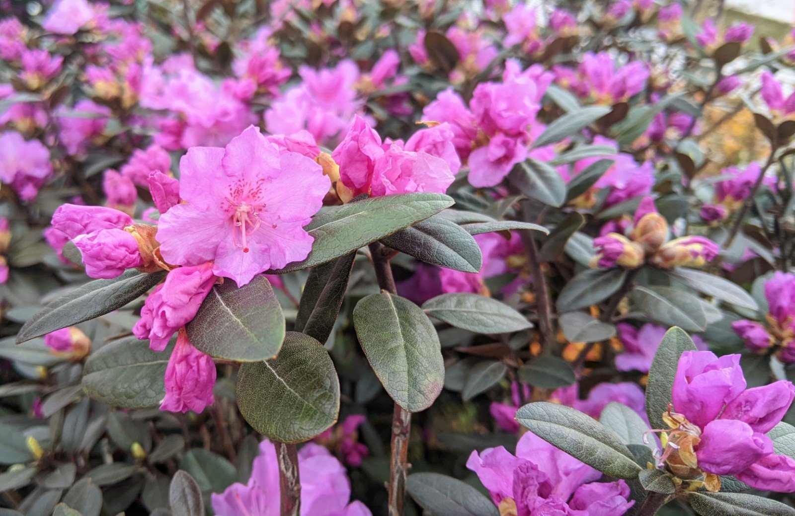 Azalea