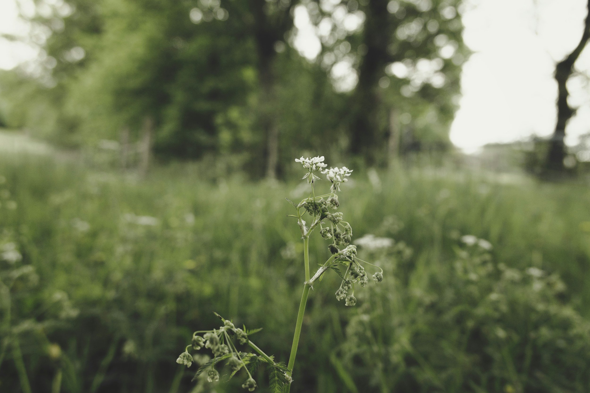 Nordiskt barn- och ungdomspsykoanalytiskt möte Stockholm 6-7 februari 2026