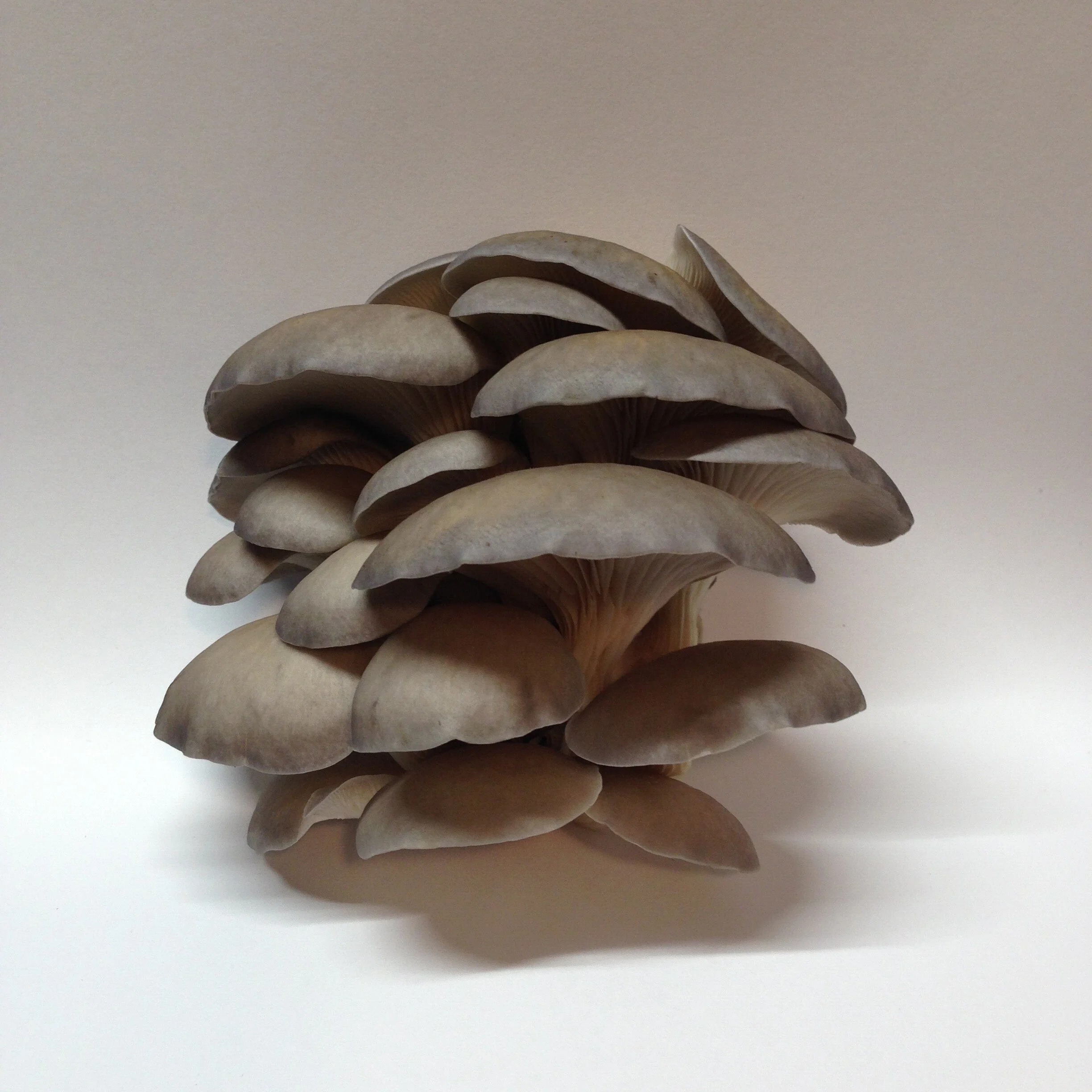 Mushrooms — WOODLAND JEWEL MUSHROOMS