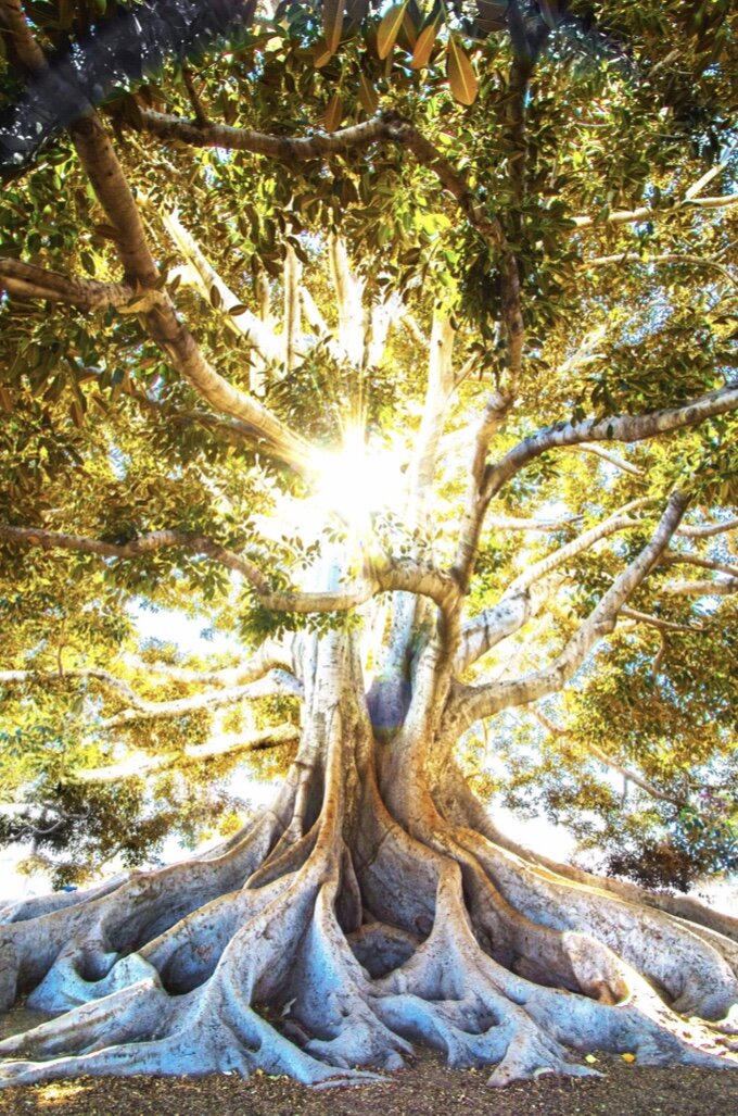 every tall tree first had toโฆ