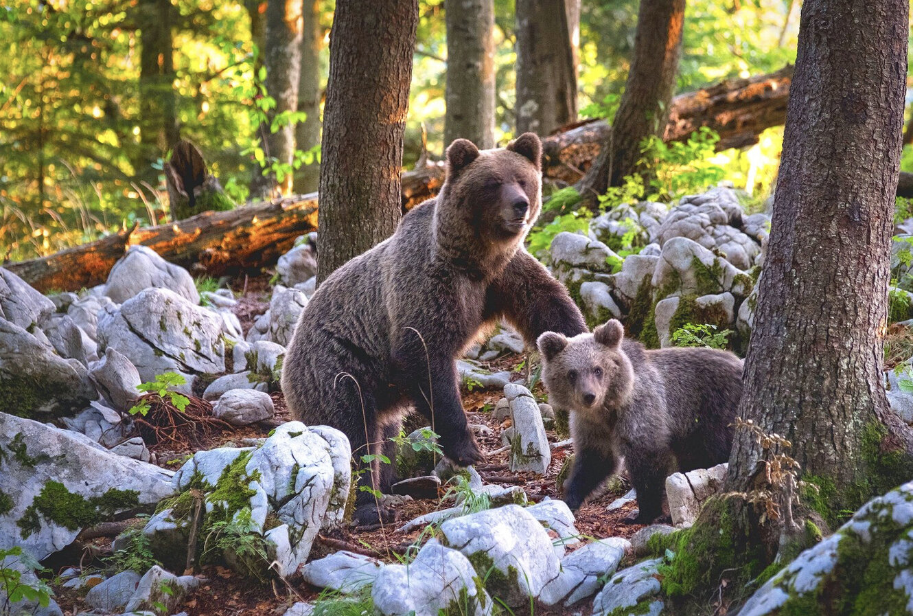 how mama bear was born