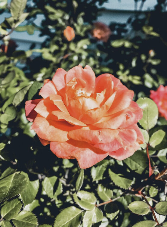 seek the beauty