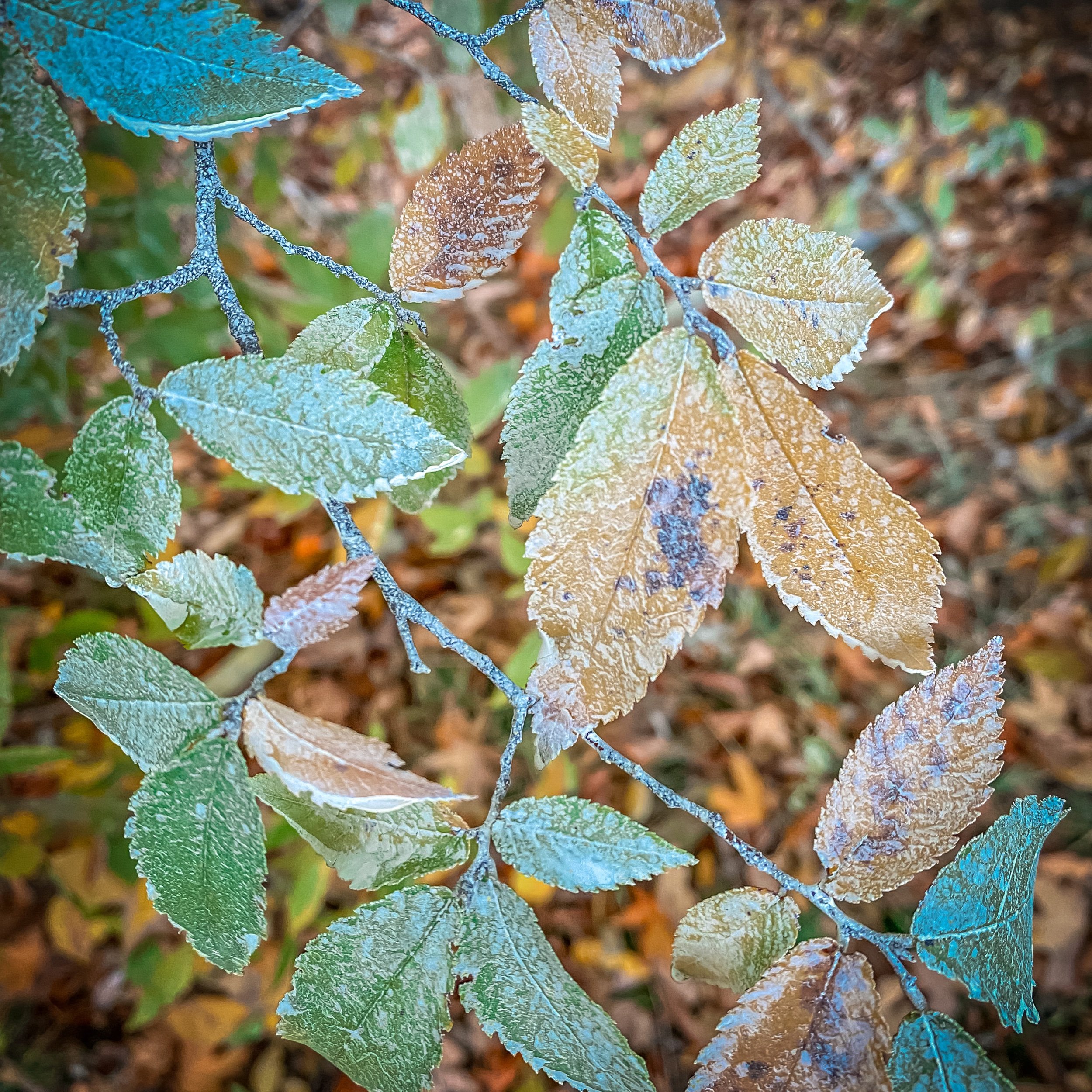 11/23/2022