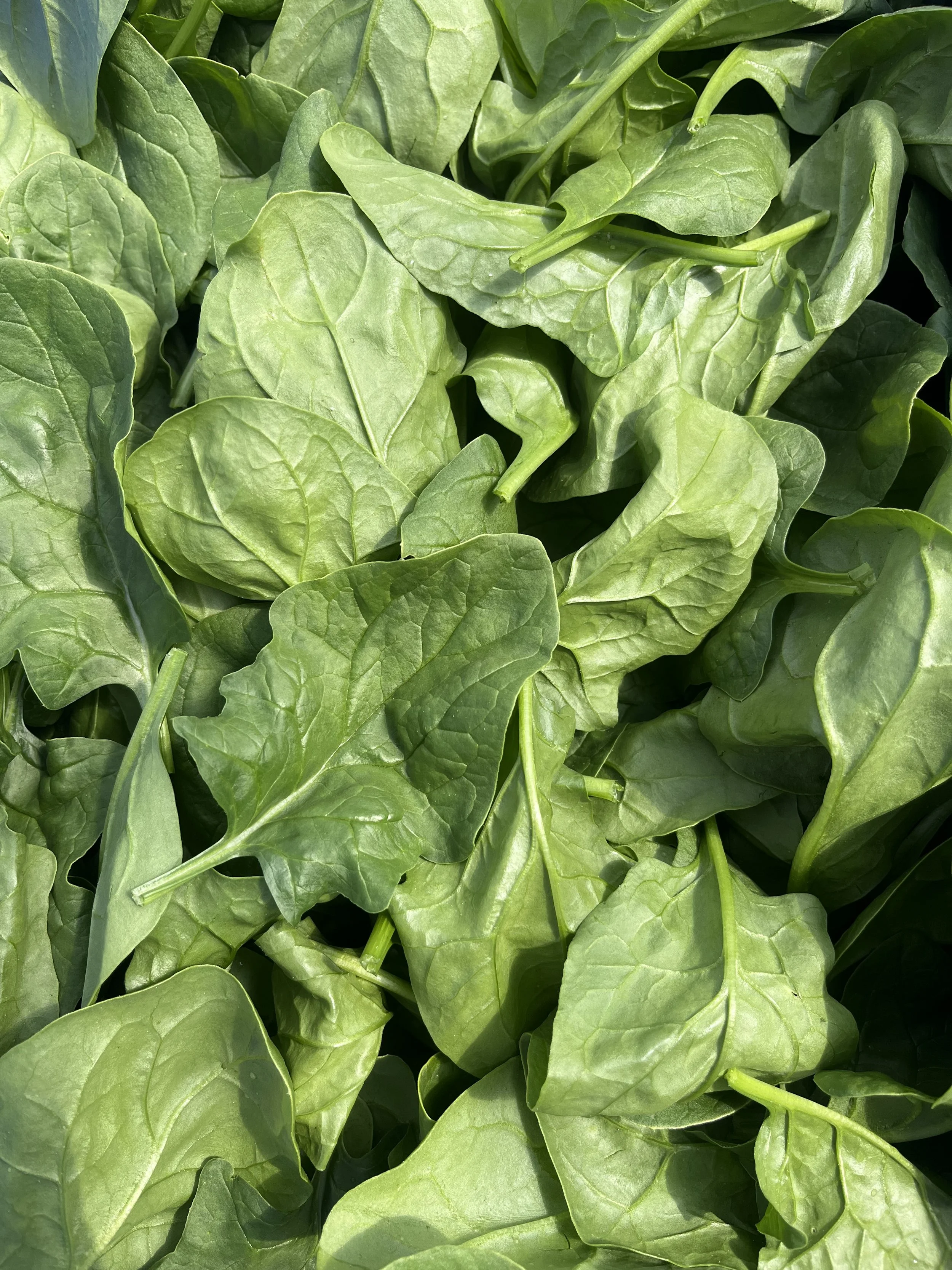 Spinach