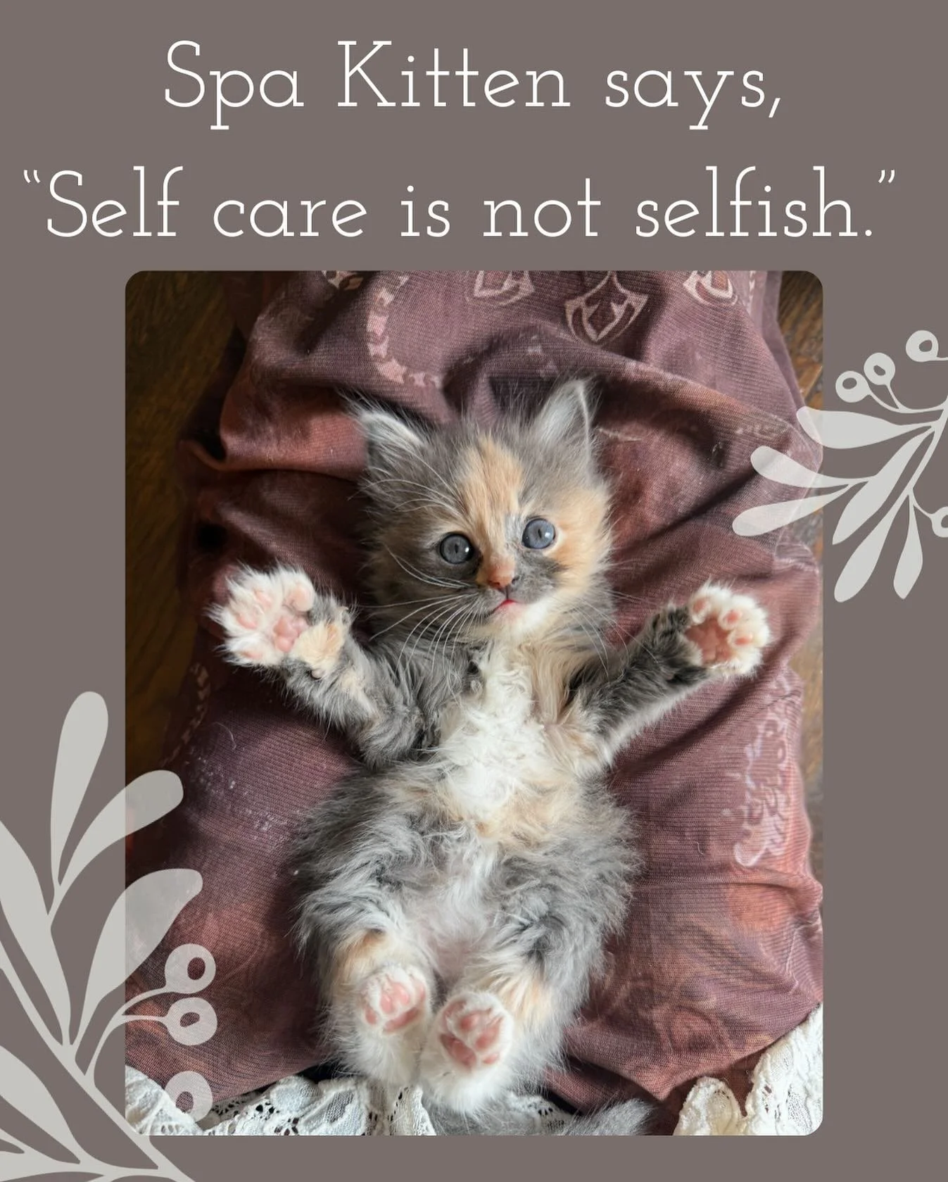 Please meet Willow, the latest edition to Front Desk Ashley&rsquo;s family. We love her. #pasteltortie #kitten #spakitten #selfcareisnotselfish @_ashleydougherty