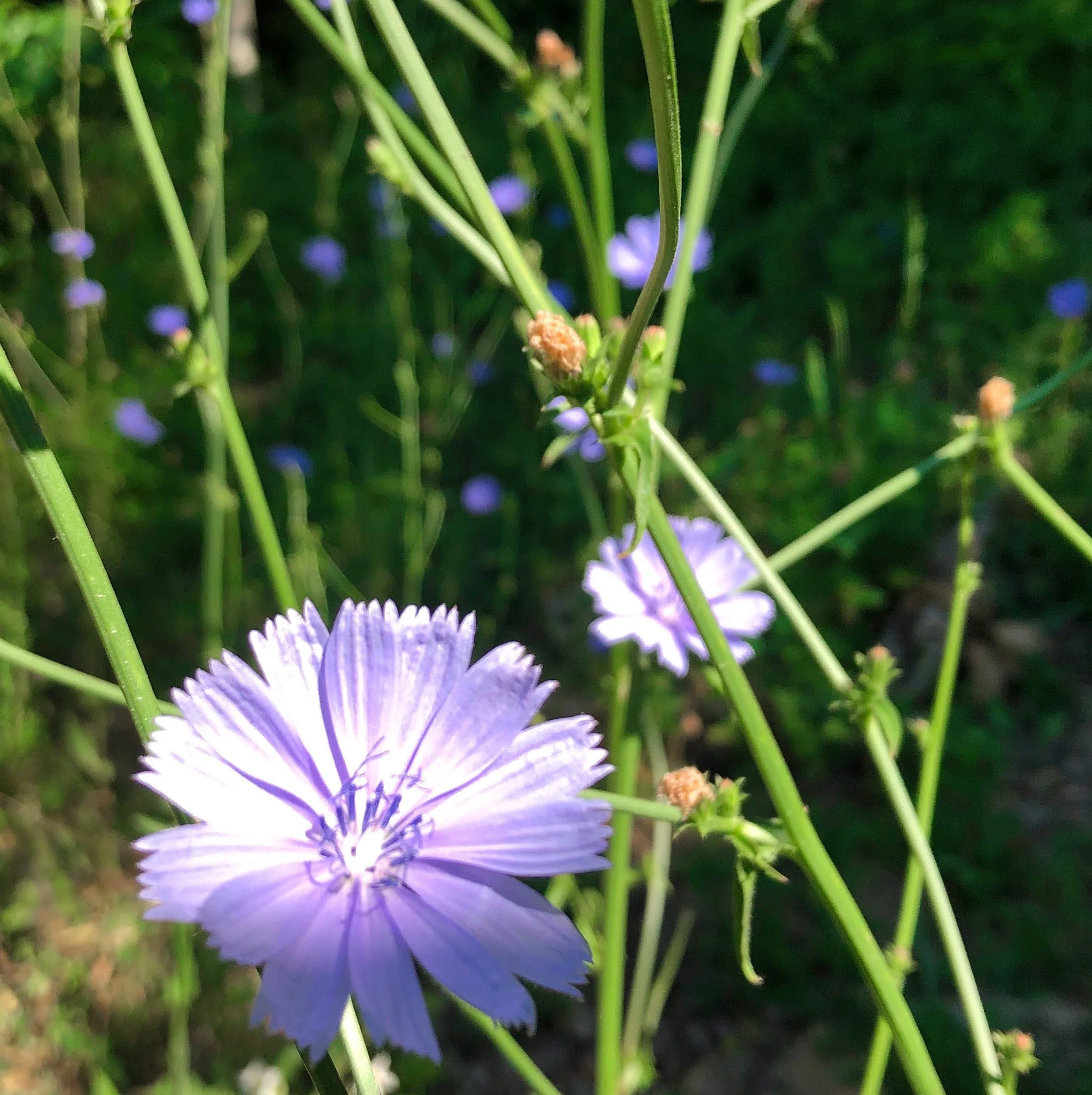 Summer Chicory Blooming.jpg