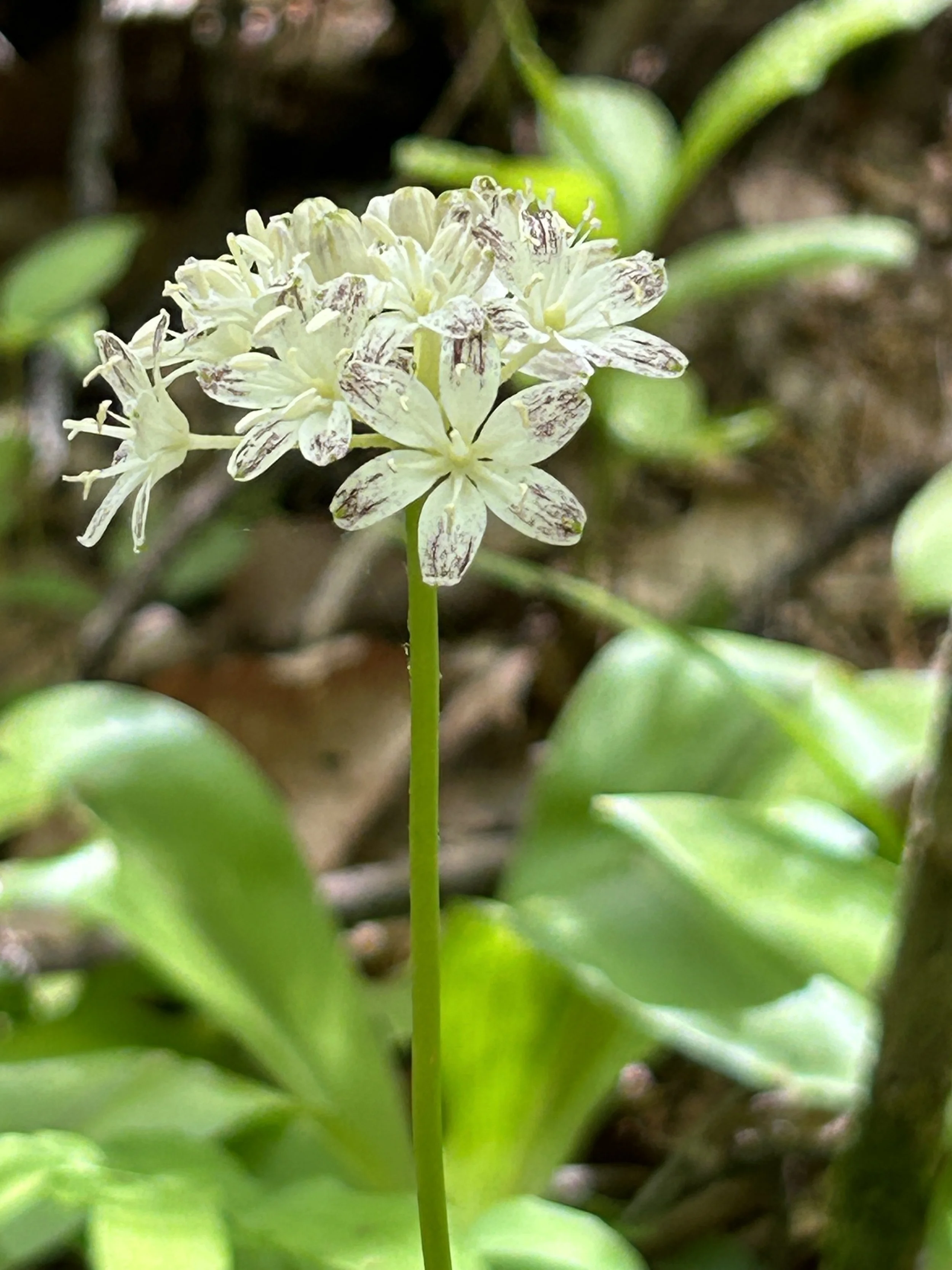 Spring Beauty.jpg