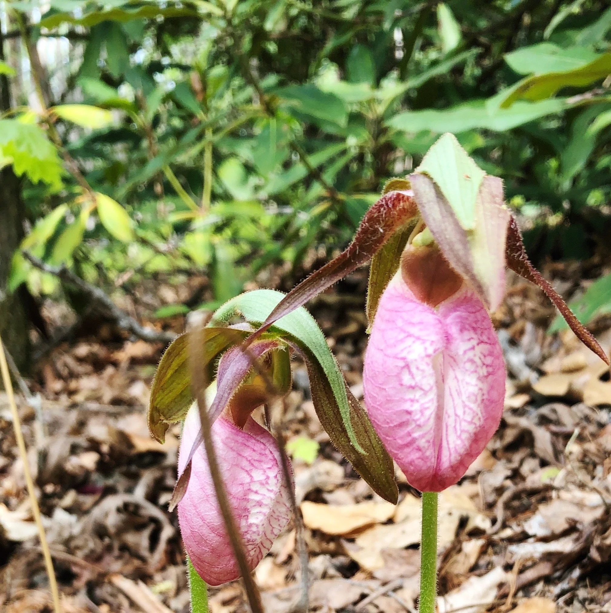 Lady Slipper.JPG