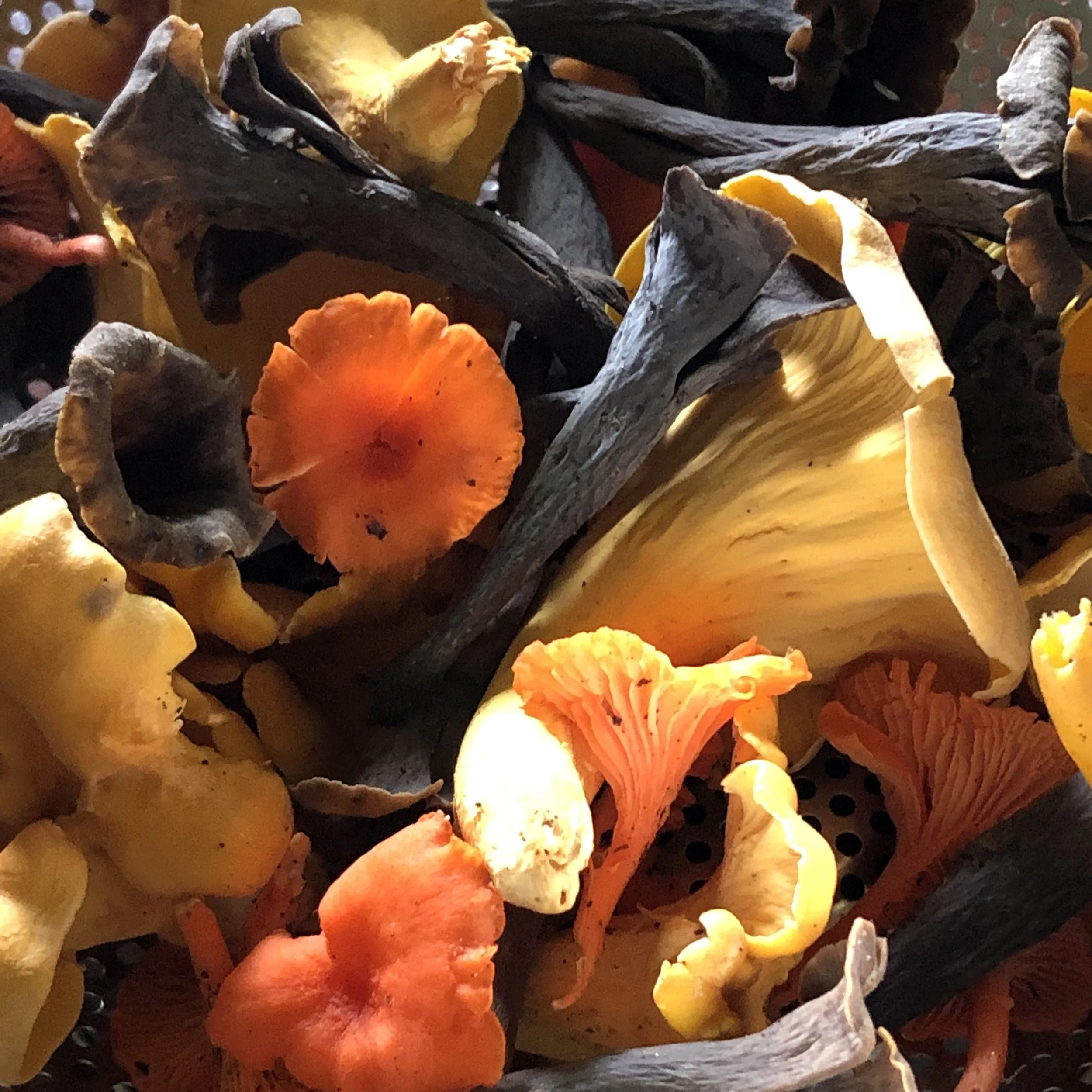 Autumn Wild Mushroom Bounty.jpg