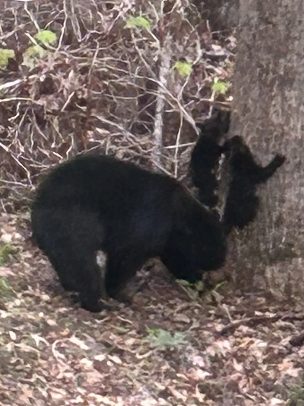 Glory of Spring Bear Cubs & Mama.jpg