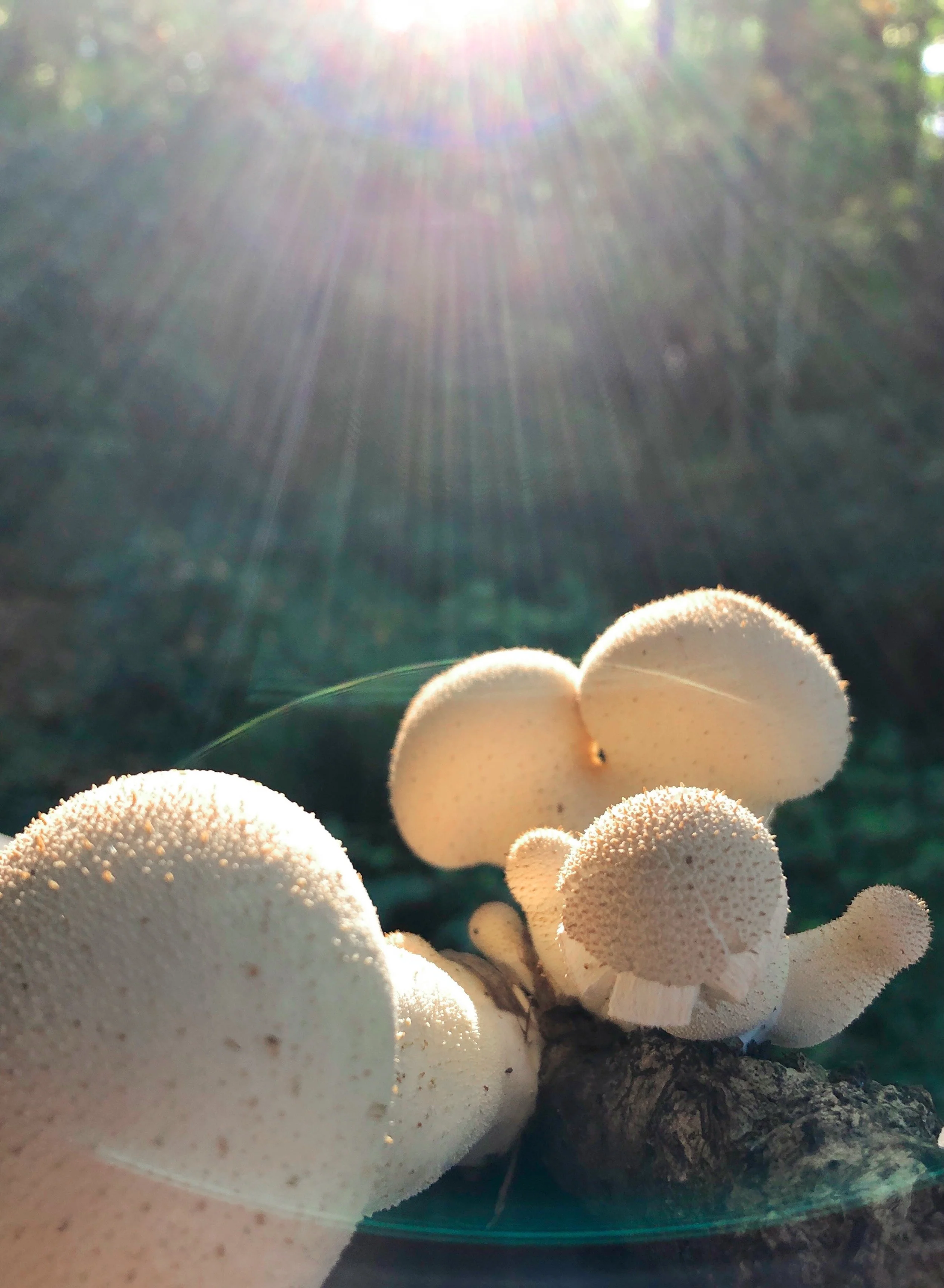 Late Summer Puff Balls.jpg