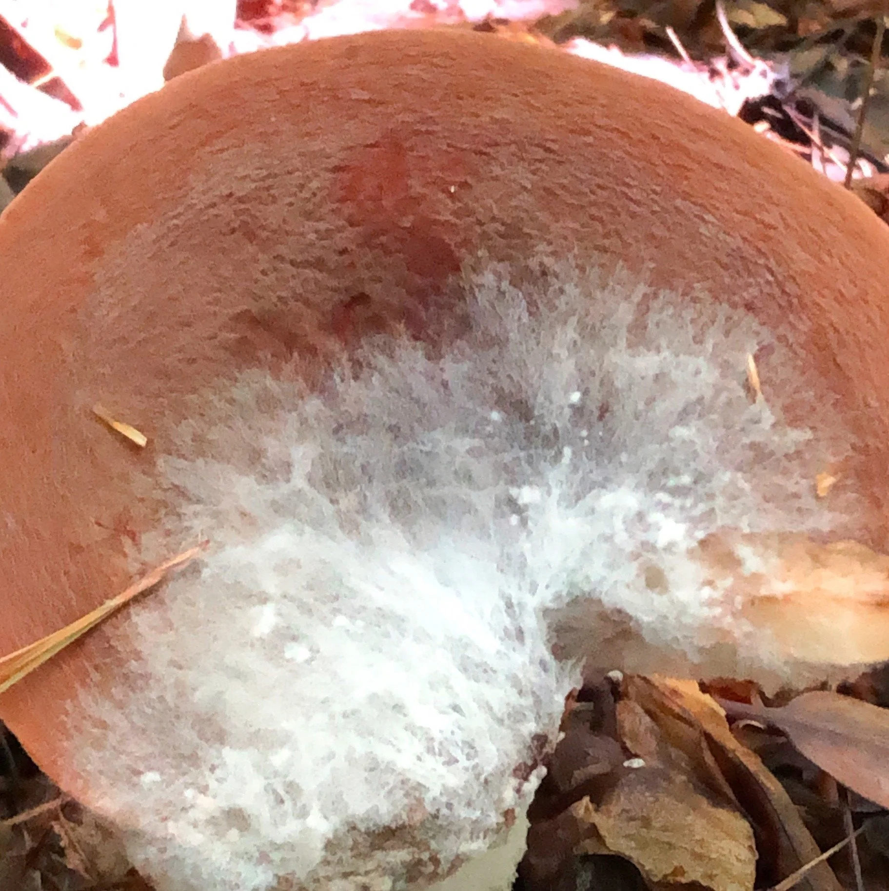 Autumn Mushroom Cycle ofLife.jpg