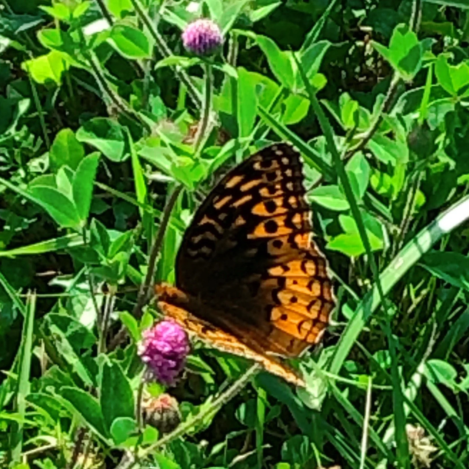 Summer Butterfy Ecstasy.jpg