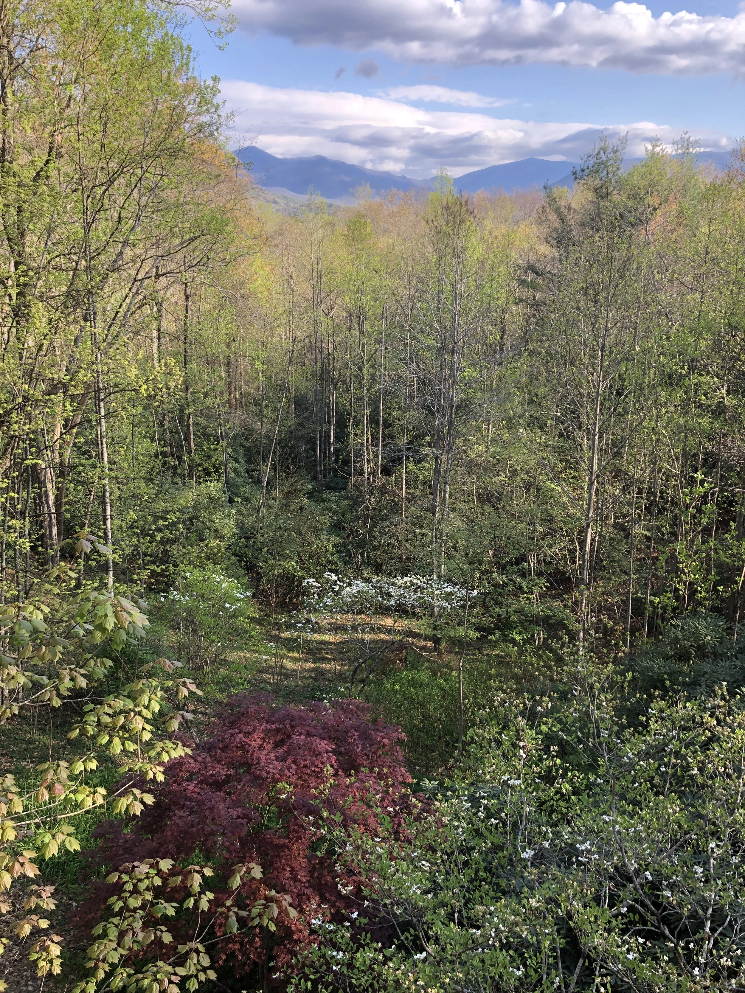 My backyard in Blk Mtn.JPG