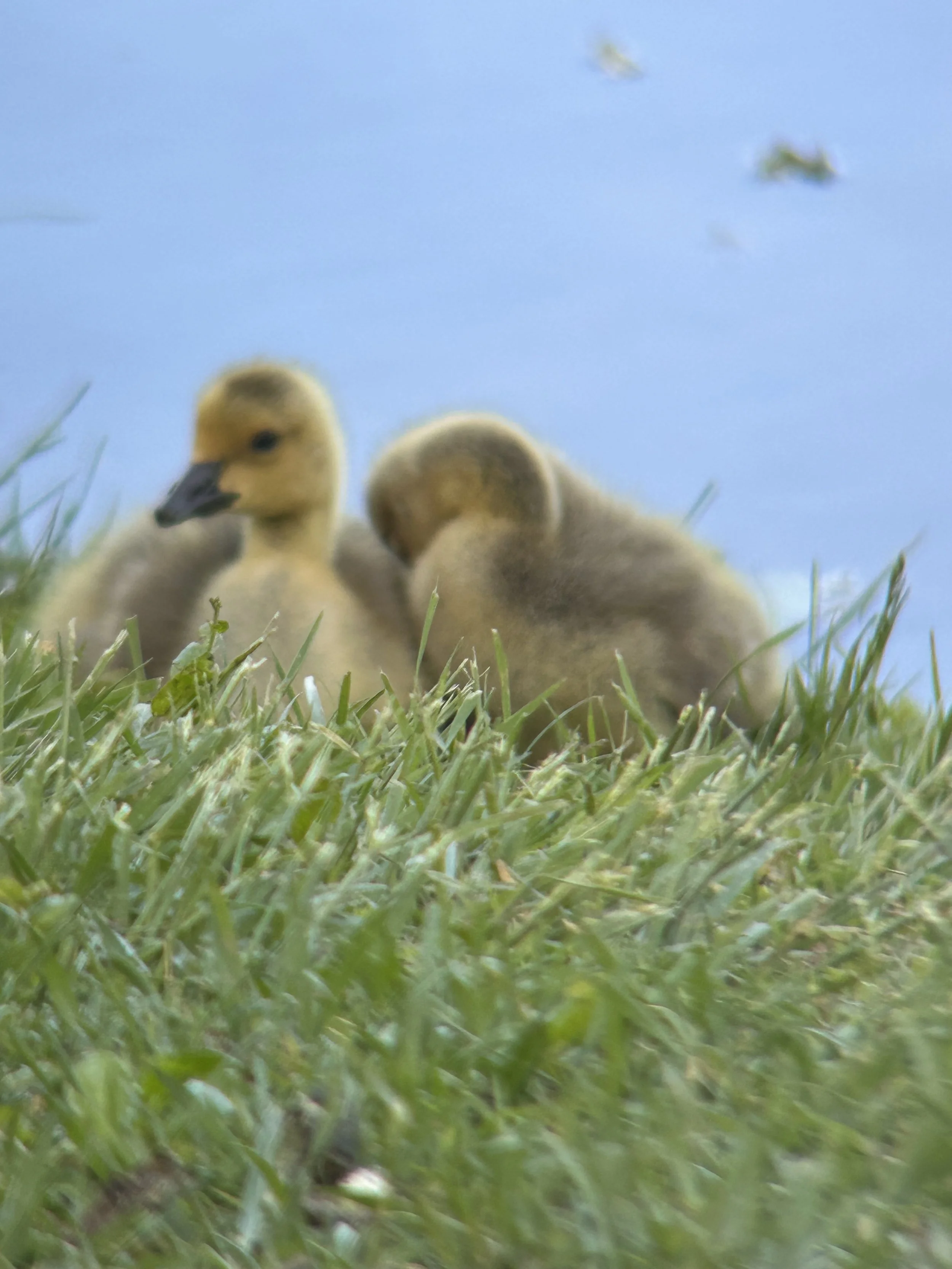 Spring Newborns.jpg