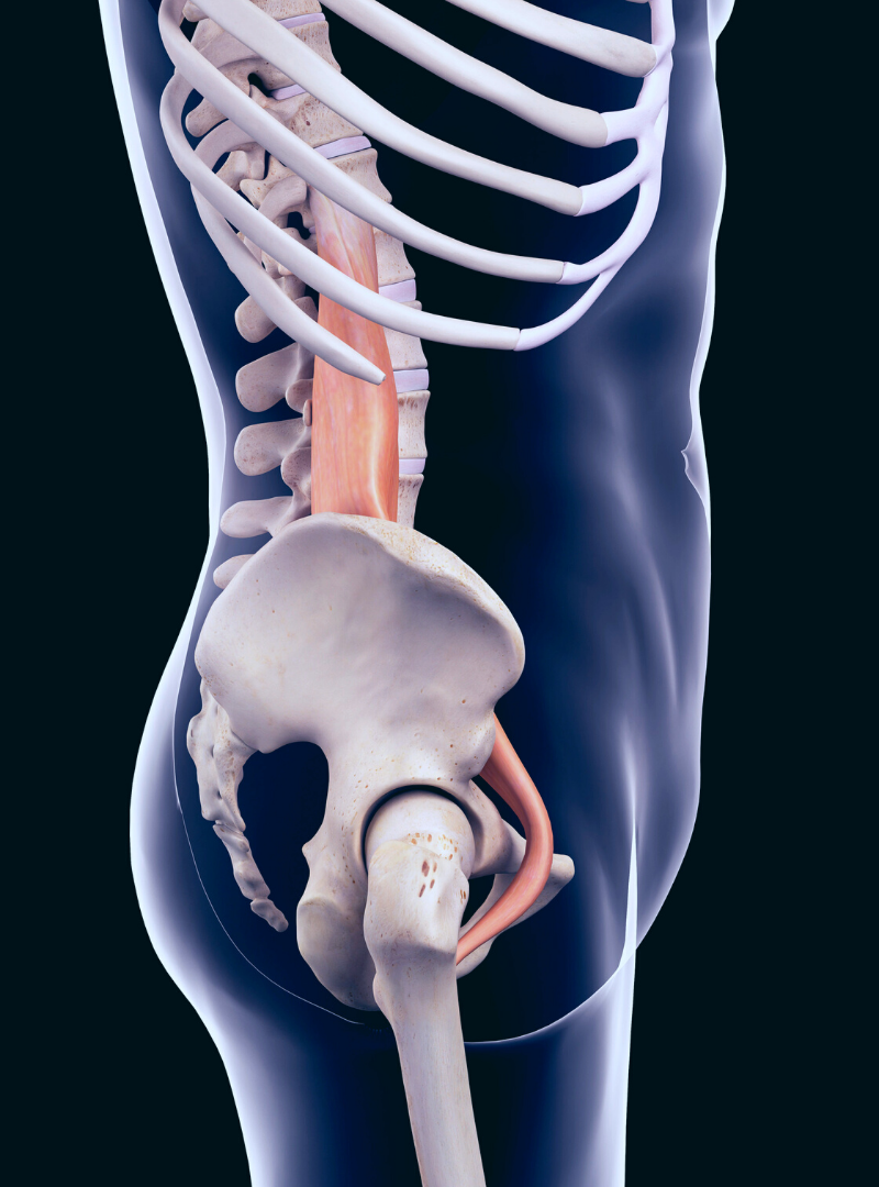 Psoas Major.png