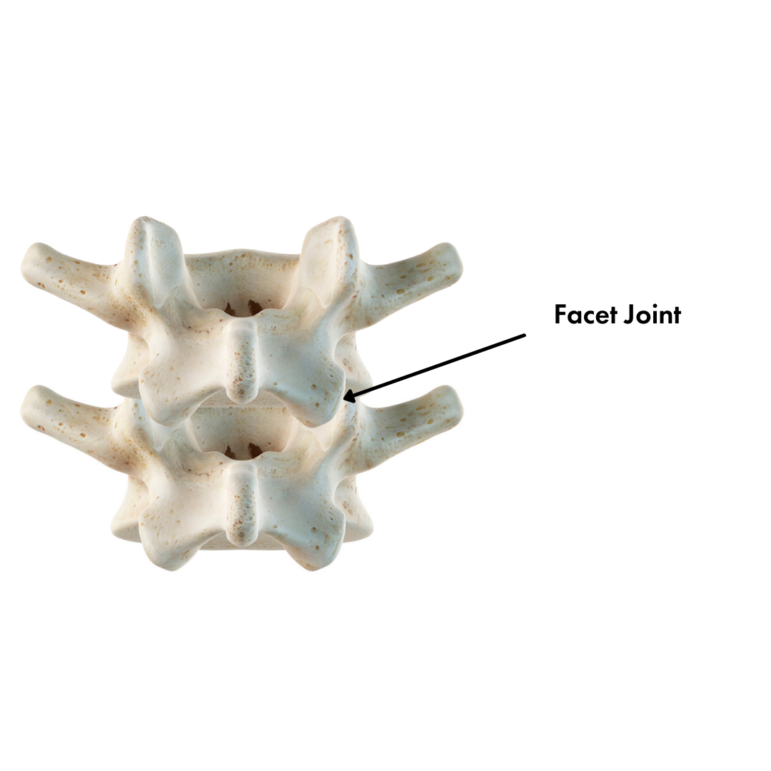 The Facet Joint.png
