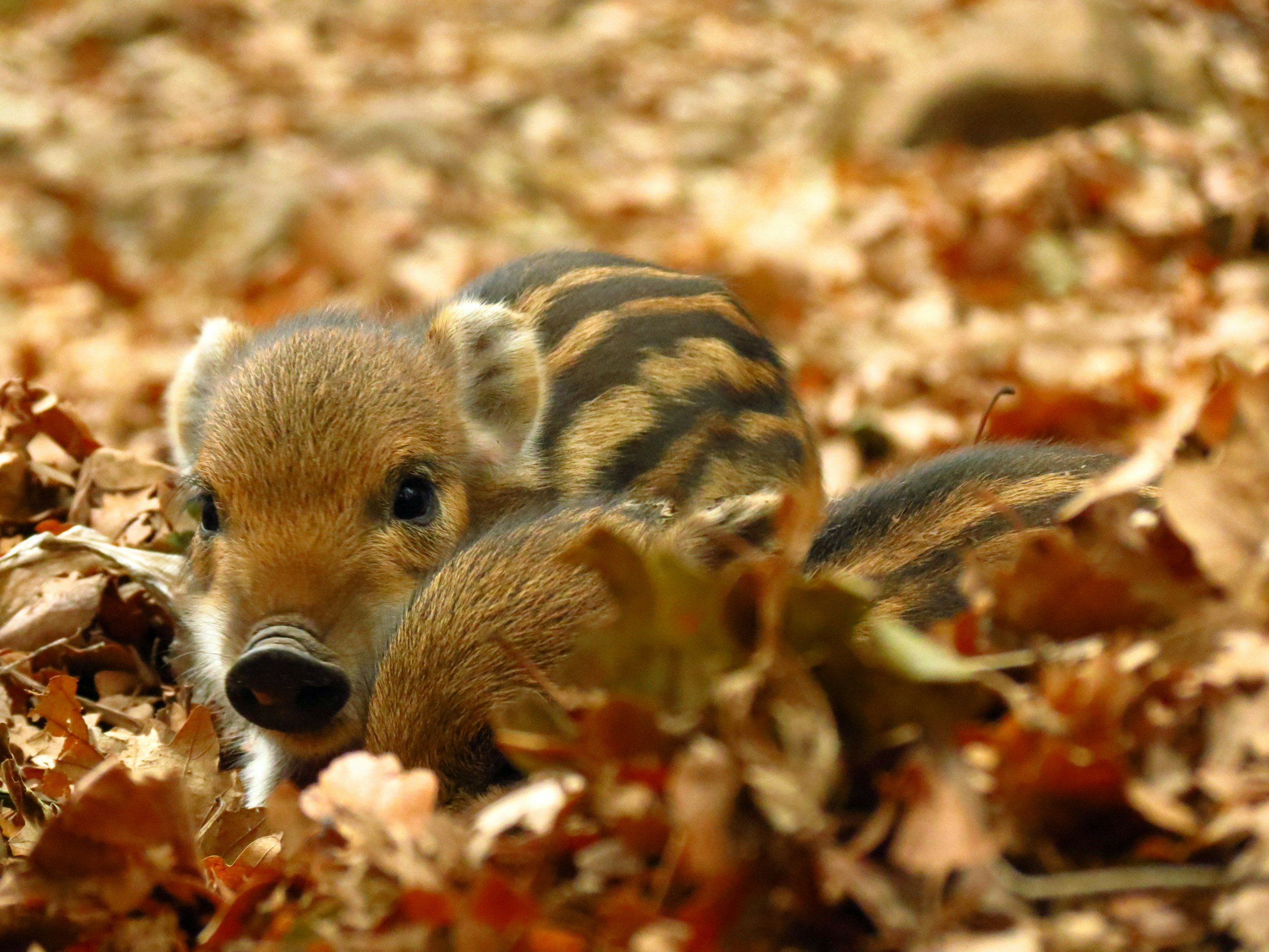 Schulkinderausflug Wildpark