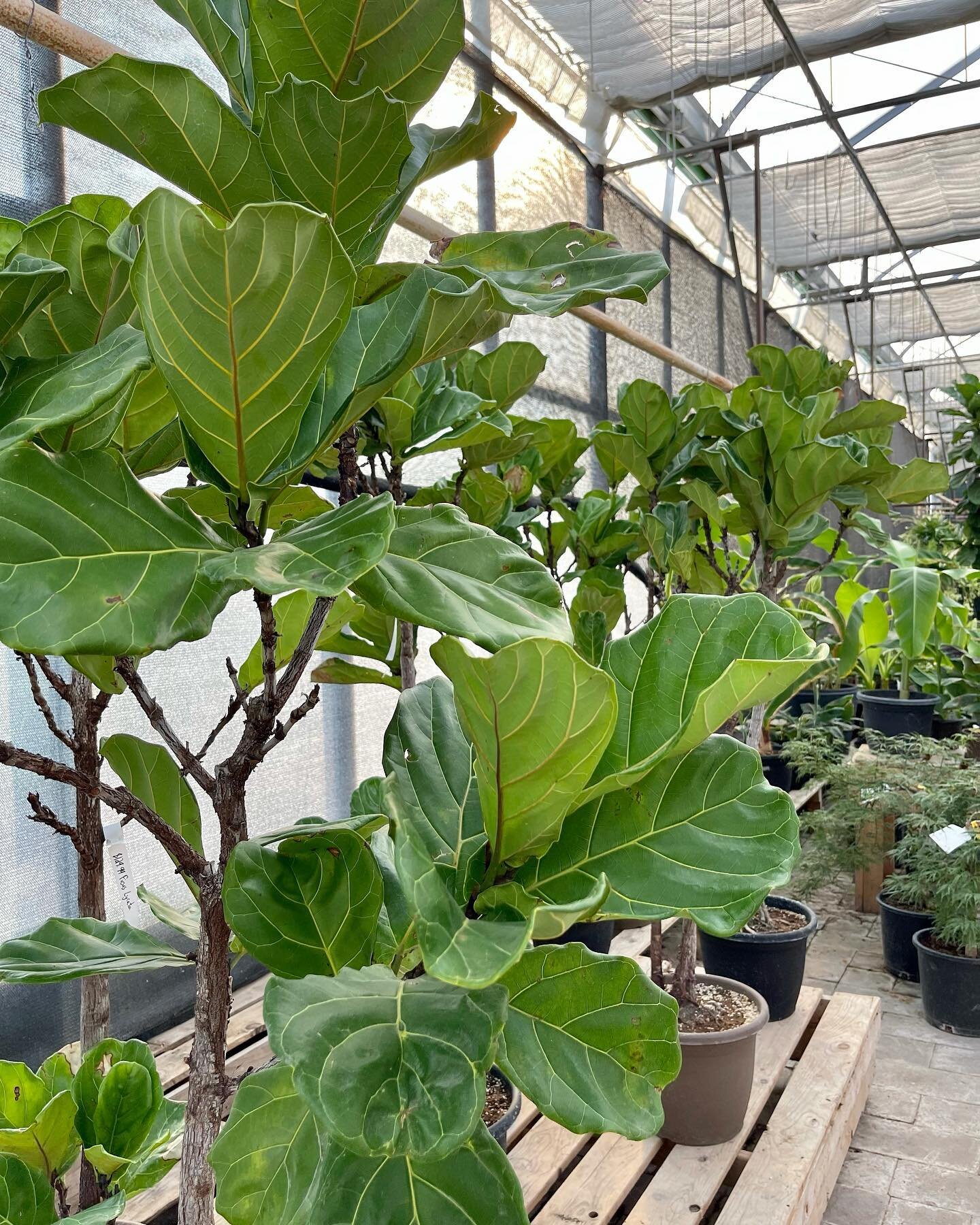 Fiddle Leaf Fig Trees (Ficus Lyrata) 😍 

Light - Needs Bright, Filtered Light, no direct sunlight! It will rapidly deteriorate in dim lighting. &nbsp;
Watering - Keep soil evenly moist at all times. Do not overwater or leave plant sitting in water.
