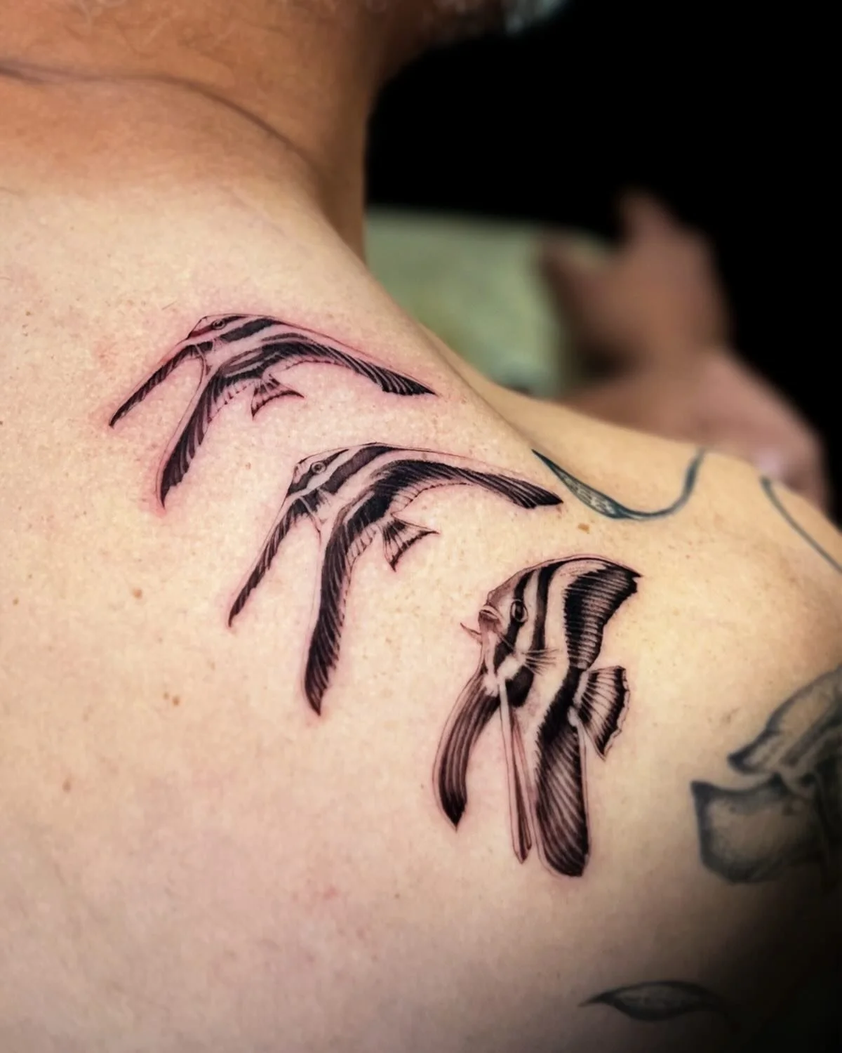 Batfish of three swimming up the arm in all its witchy ways ✨ a unique shoulder epaulet and ornamented fishy armor for Manley. Thank you for showing me these epic and extra cute fishies found swimming in the Philippines ❤️&zwj;🔥

#fishtattoo #sftatt