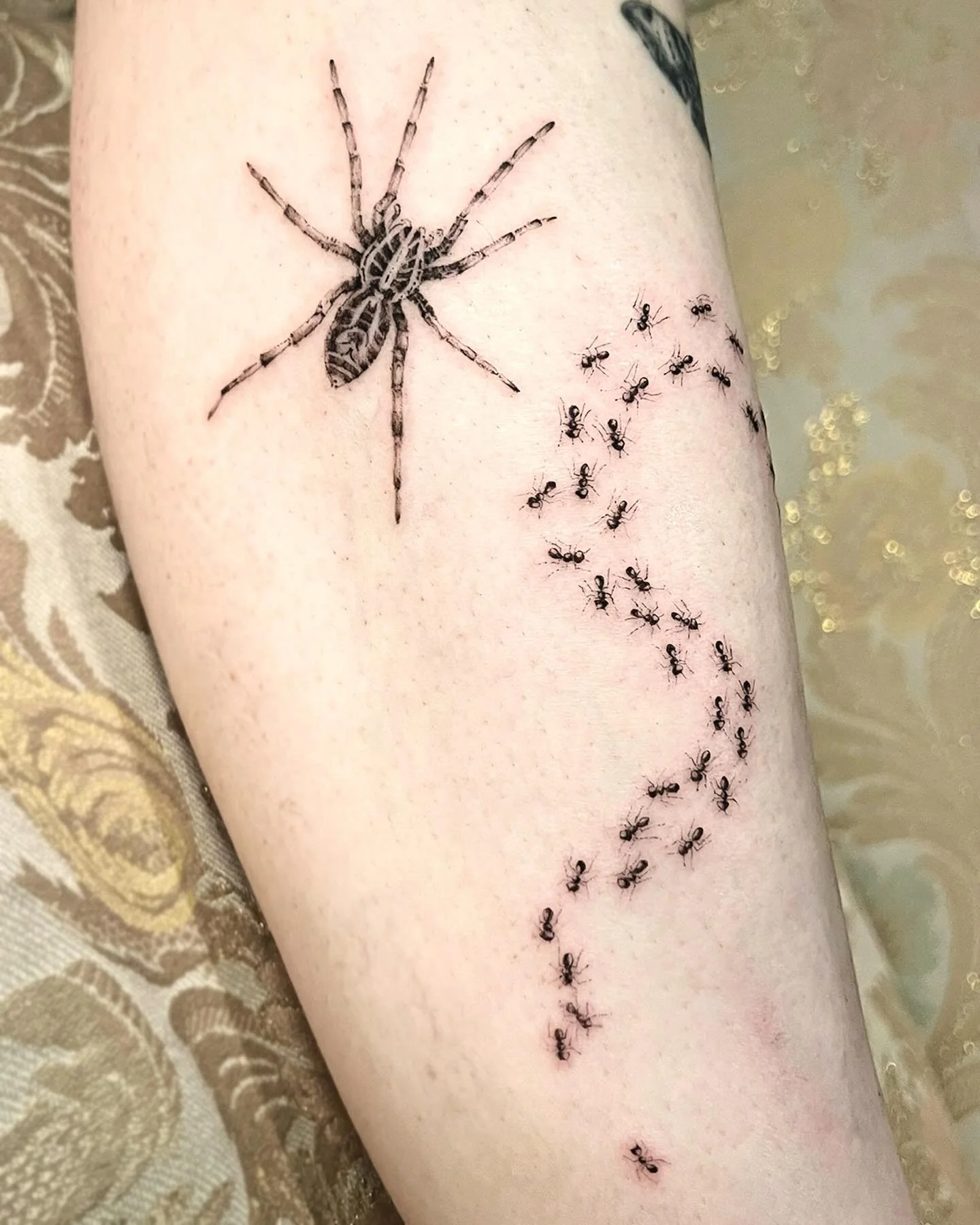 A curious Wolf spider enamored by this meandering ant trail swirl! Another addition to this whimsical ecosystem of California critters 🐜 🐜 🐜 &amp;&amp; a little ant strangler at the bottom 🖤

Something cute &amp; whimsical for all our bug lovers 