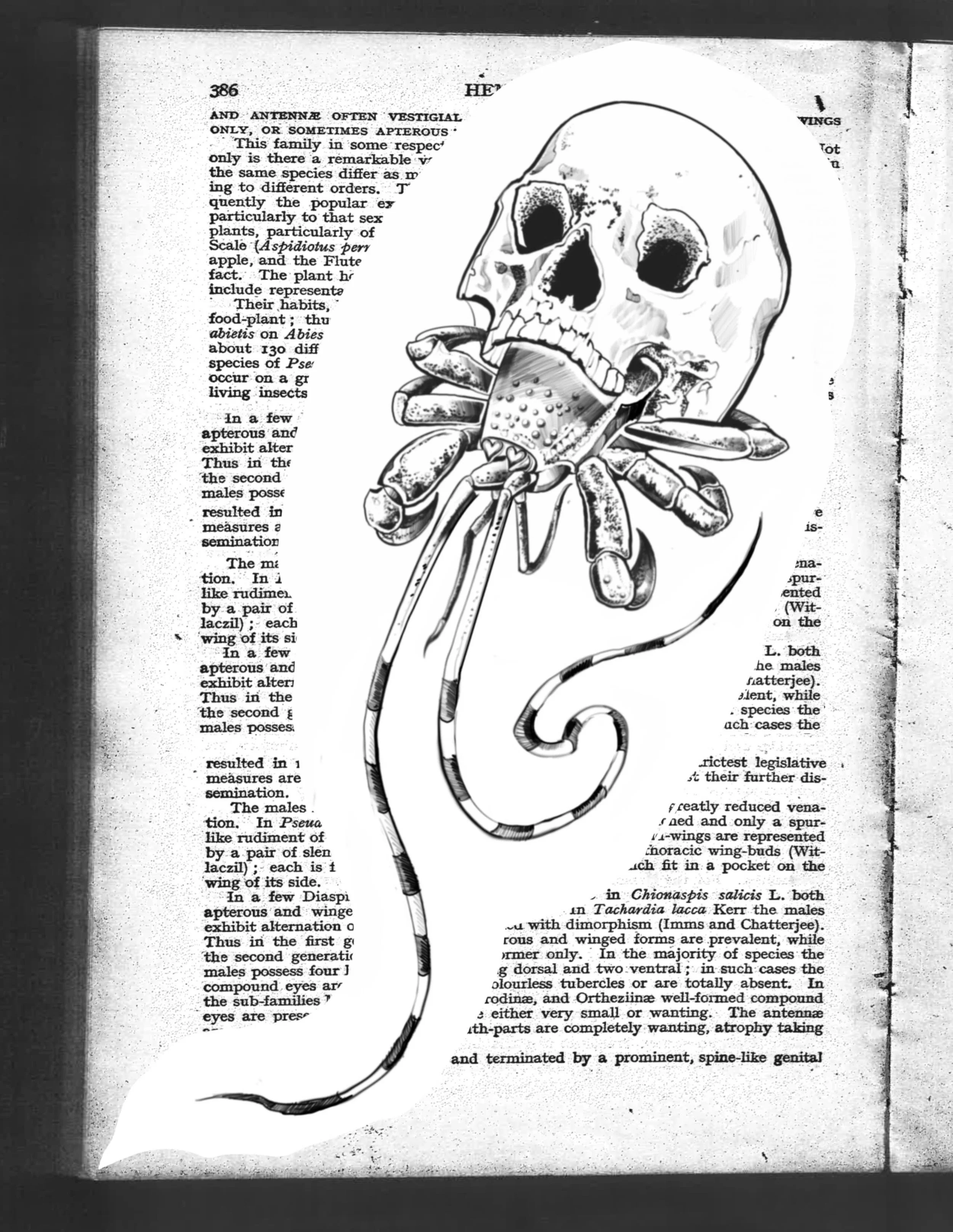 𝑨𝑽𝑨𝑰𝑳𝑨𝑩𝑳𝑬🌹SKULL HERMIE ☠️
Book this flash via link in bio! 
 THE MOST METAL HERMIE. As promised this is now available to book. Inspired by the original photograph of this peculiar scavenger of the ocean that wins the most unusual choice of 