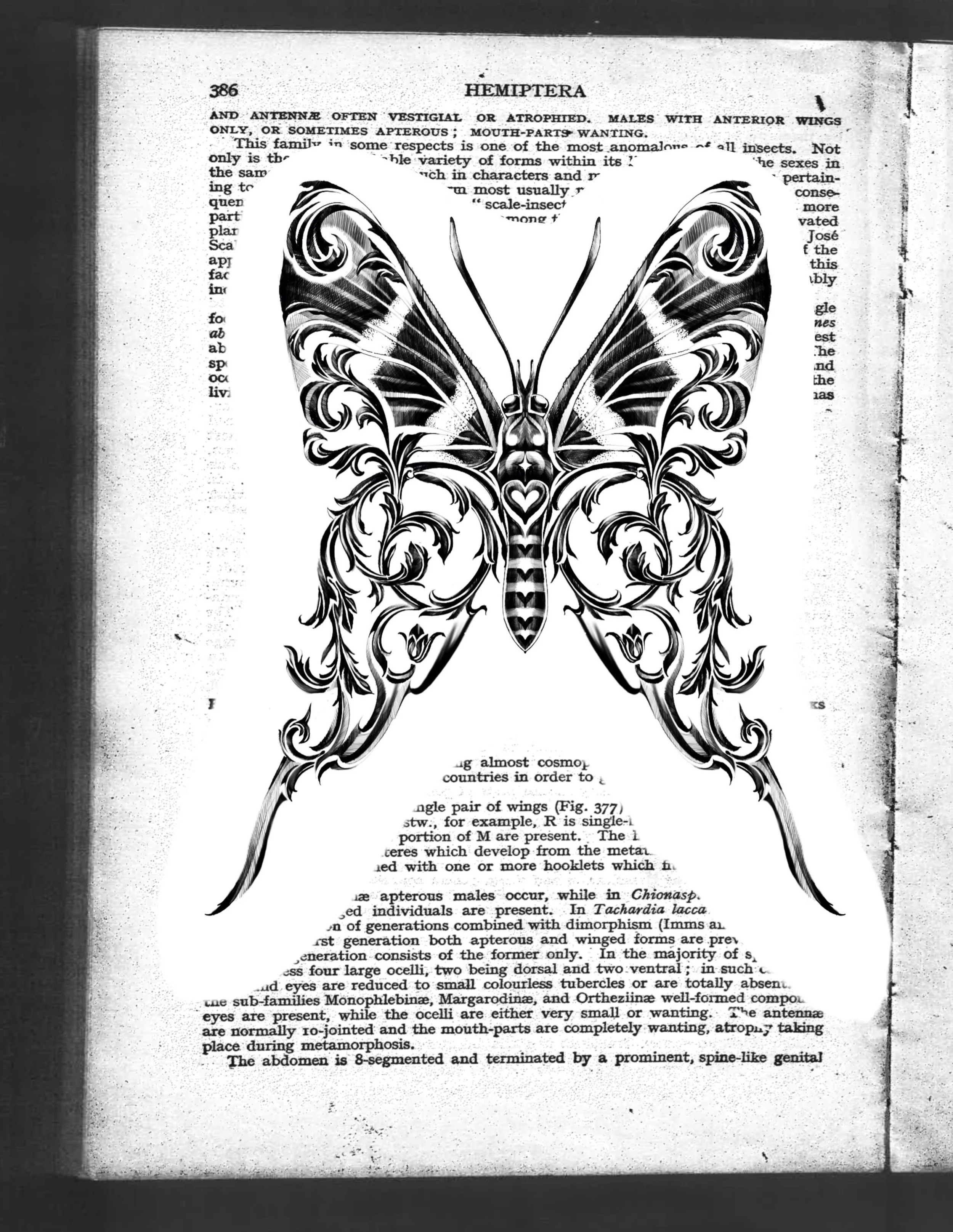 𝑻𝑨𝑲𝑬𝑵 🥀 wrought iron metalmark 
See all finished tattoos @inklore_ 
 A swirling take on this bleeding butterfly, one of my personal favorite butterflies. 🦋 metalmarks known for their metallic markings or their wings transformed into wrought ir