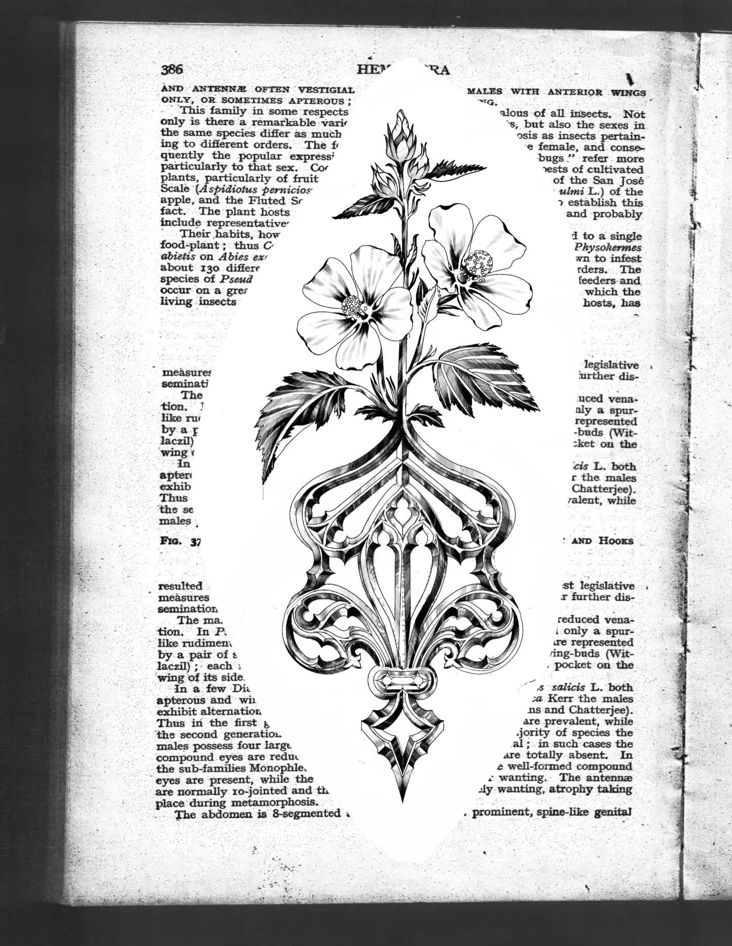 𝑻𝑨𝑲𝑬𝑵 🥀 marsh mallow filigree 
 A Victorian flower gifted to symbolize a gentle affection or on the more aggressive spectrum&hellip; one consumed by love. ☠️ ❤️&zwj;🔥❤️&zwj;🔥❤️&zwj;🔥 Which flower would you be gifted &amp; what would your bou