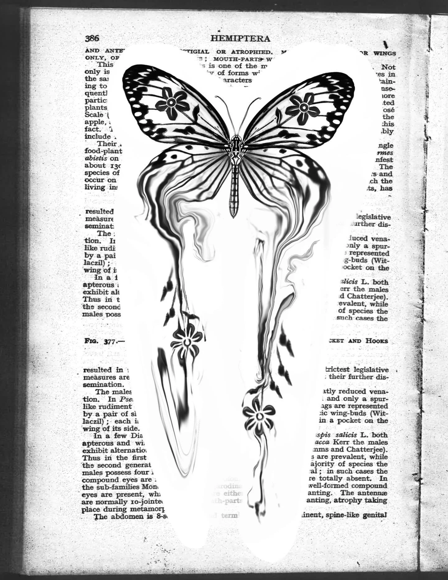 𝑻𝑨𝑲𝑬𝑵 🥀 paper kite bleeding butterfly

This delicate fluttering butterfly is filled and dripping with Peregrina also known as spicy jatropha flowers upon which it feasts. A vibrant hot pink flower that attracts many pollinators 🌺 this is anoth