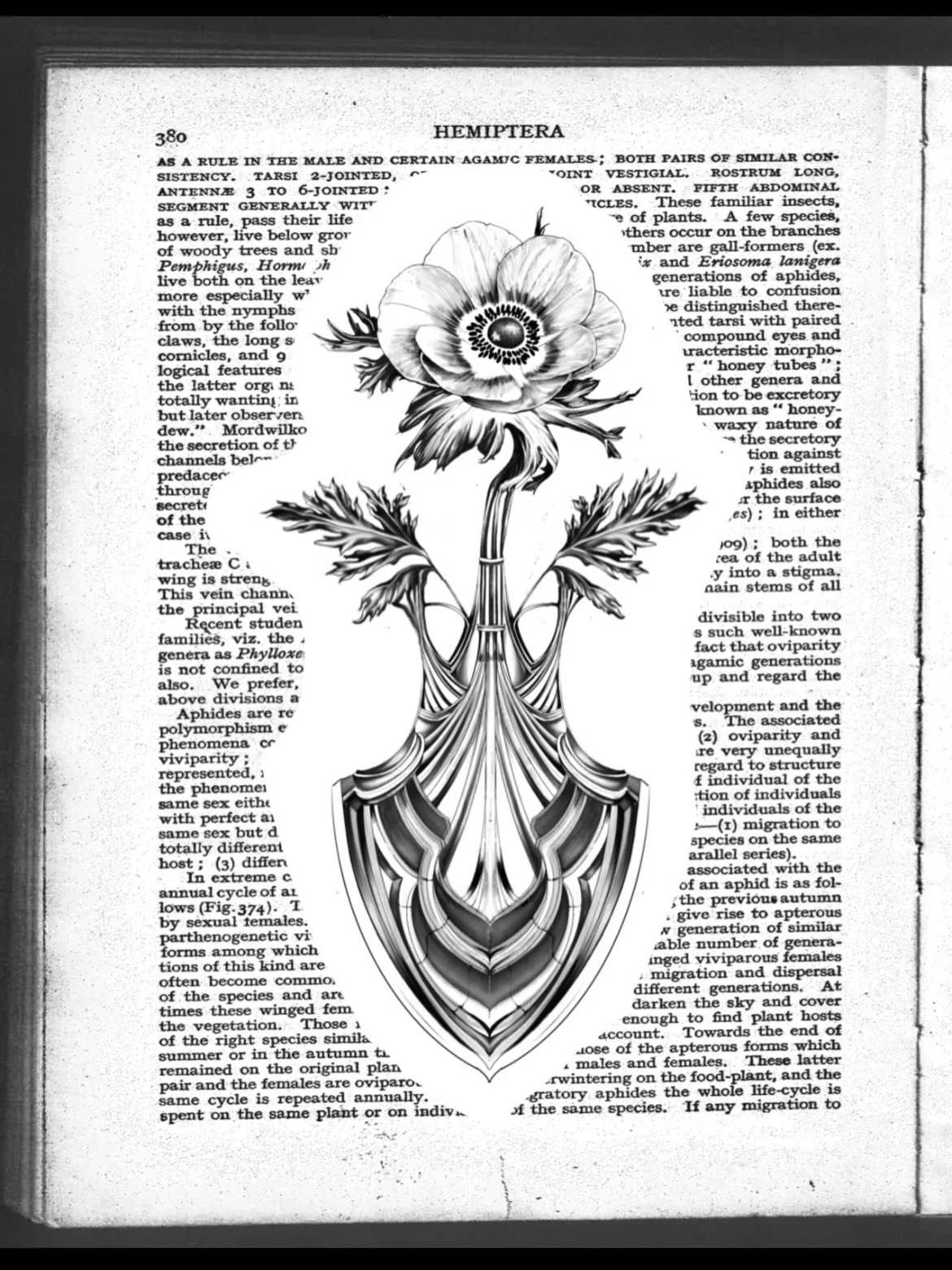 𝑨𝑽𝑨𝑰𝑳𝑨𝑩𝑳𝑬 🌹An arched poppy flornament
Book via link in bio! 

Timeless and serene, an amulet of protection and a talisman to imbue with goodness as we walk into this firey year of the horse! Loving this architecture and floral fusion and st