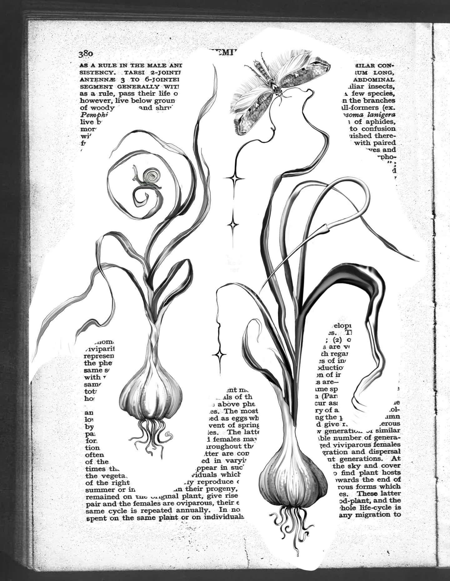 𝑻𝑨𝑲𝑬𝑵 🥀 garlic bulbs &amp; moth drips
See all finished tattoos @inklore_ 

Fitting to end on this herb to ward away the evils and ghouls from this past hallows eve 🖤 the last of my little grocery list of drawings of veggies &amp; fruits! Had a